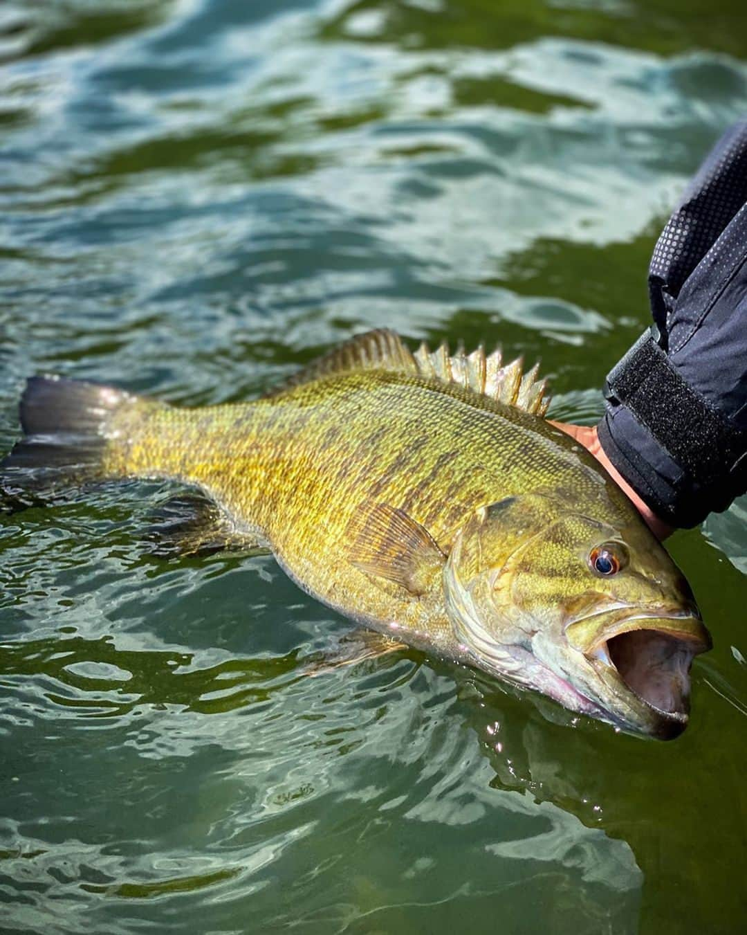 シマノ｜Fishingさんのインスタグラム写真 - (シマノ｜FishingInstagram)「Complete the sentence: smallmouth are ___________ than largemouth.  #FishShimano #BassFishing #Smallmouth  📸: @nicholas.dellaporta」3月1日 0時05分 - fish_shimano_north_america