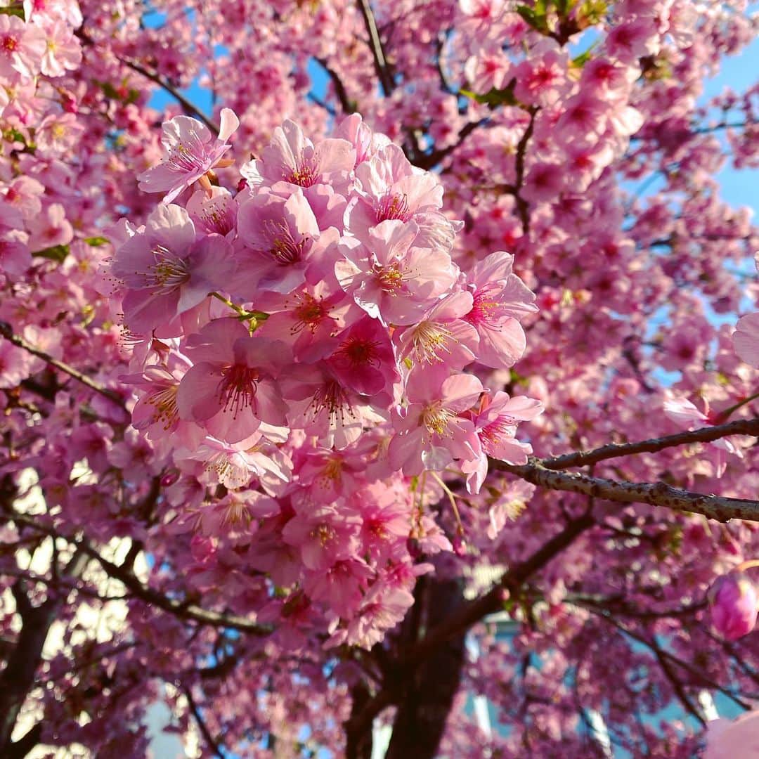 三浦祐太朗のインスタグラム：「近所のピンク。 . . . . #instagood #photooftheday #beautiful #followme #nature #instalike #pink #flowers #flowerstagram #🌸」