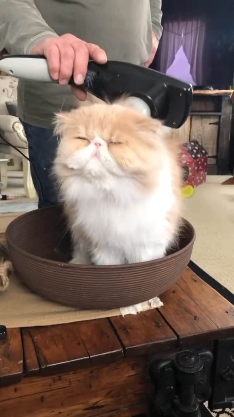 The Cats Of Instagramのインスタグラム：「#Repost • @morris_the_persian_cat Meowsage time☺️ #morristhepersiancat」