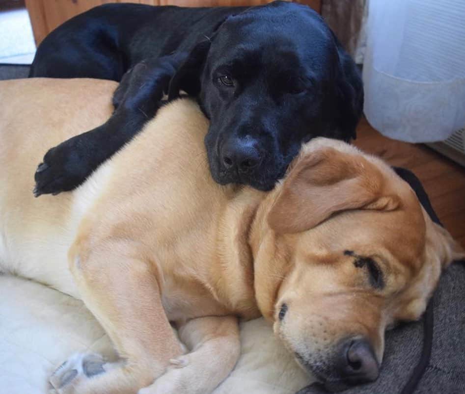 Jake And Gingerのインスタグラム：「Lazy Sunday 🥰🥰 #sundayfunday #labradorretriever #lovemylab #dogs #dogsofinstagram #petsofinstagram #petstagram #hug #hugs」