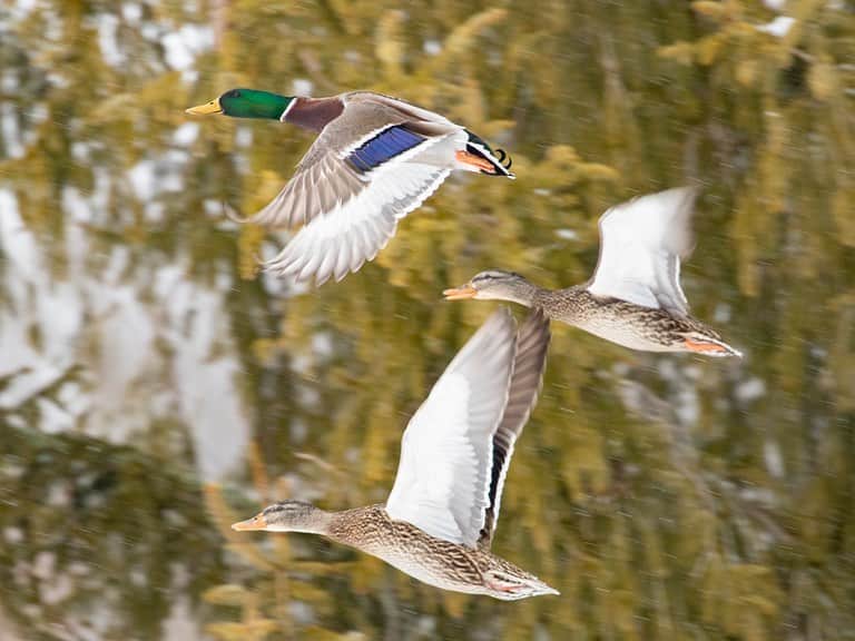 Tim Lamanさんのインスタグラム写真 - (Tim LamanInstagram)「Photos by @TimLaman.  Mallards flying through the snow.  The mallard is an awfully common duck and I feel like lots of folks don’t give them second look, but they are actually a pretty spectacular bird!  Wouldn’t you agree?  I mean, just look at these colors! Catching them flying through a light snow against a nice green background really added a lot to the shots.  Hope you enjoy them.  - Bye the way, this is the last day to be entered in my end-of-the-month Bird-of-Paradise print giveaway!  Just go to link in bio and sign up for my newsletter to be entered, and you will see the print you can win there!  Good luck. -  I shot these wild mallards last week while at the Ripley Waterfowl Conservancy in Connecticut. They are a breeding facility focused on maintaining genetic diversity of rare and endangered species, and an education center for the next generation of conservationists.  If you are not familiar with them, check them out at www.ripleyconservation.org and follow @Ripley_ducks. - #mallard #duck #ducks #birds #birdphotography #nature #snow #TL_WildlifePhotoTips」3月1日 10時11分 - timlaman