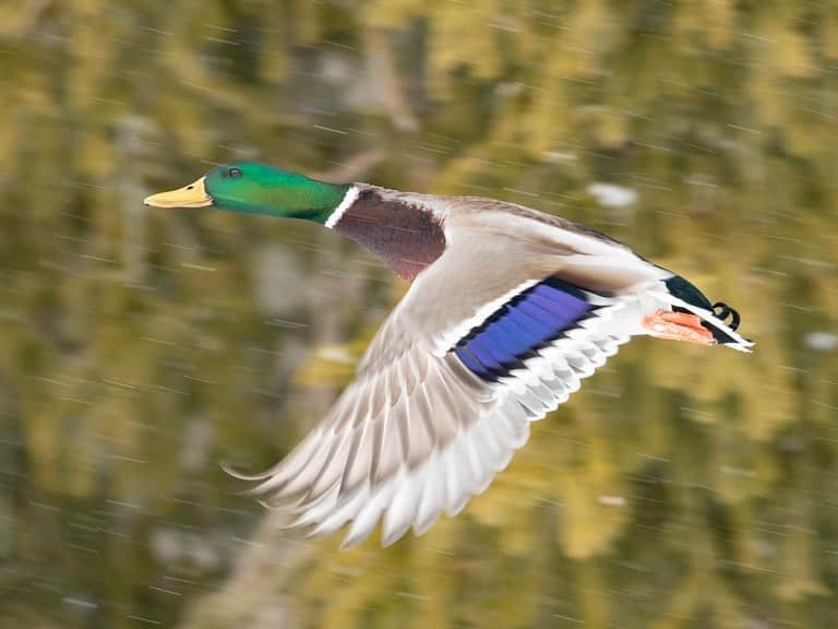 Tim Lamanさんのインスタグラム写真 - (Tim LamanInstagram)「Photos by @TimLaman.  Mallards flying through the snow.  The mallard is an awfully common duck and I feel like lots of folks don’t give them second look, but they are actually a pretty spectacular bird!  Wouldn’t you agree?  I mean, just look at these colors! Catching them flying through a light snow against a nice green background really added a lot to the shots.  Hope you enjoy them.  - Bye the way, this is the last day to be entered in my end-of-the-month Bird-of-Paradise print giveaway!  Just go to link in bio and sign up for my newsletter to be entered, and you will see the print you can win there!  Good luck. -  I shot these wild mallards last week while at the Ripley Waterfowl Conservancy in Connecticut. They are a breeding facility focused on maintaining genetic diversity of rare and endangered species, and an education center for the next generation of conservationists.  If you are not familiar with them, check them out at www.ripleyconservation.org and follow @Ripley_ducks. - #mallard #duck #ducks #birds #birdphotography #nature #snow #TL_WildlifePhotoTips」3月1日 10時11分 - timlaman