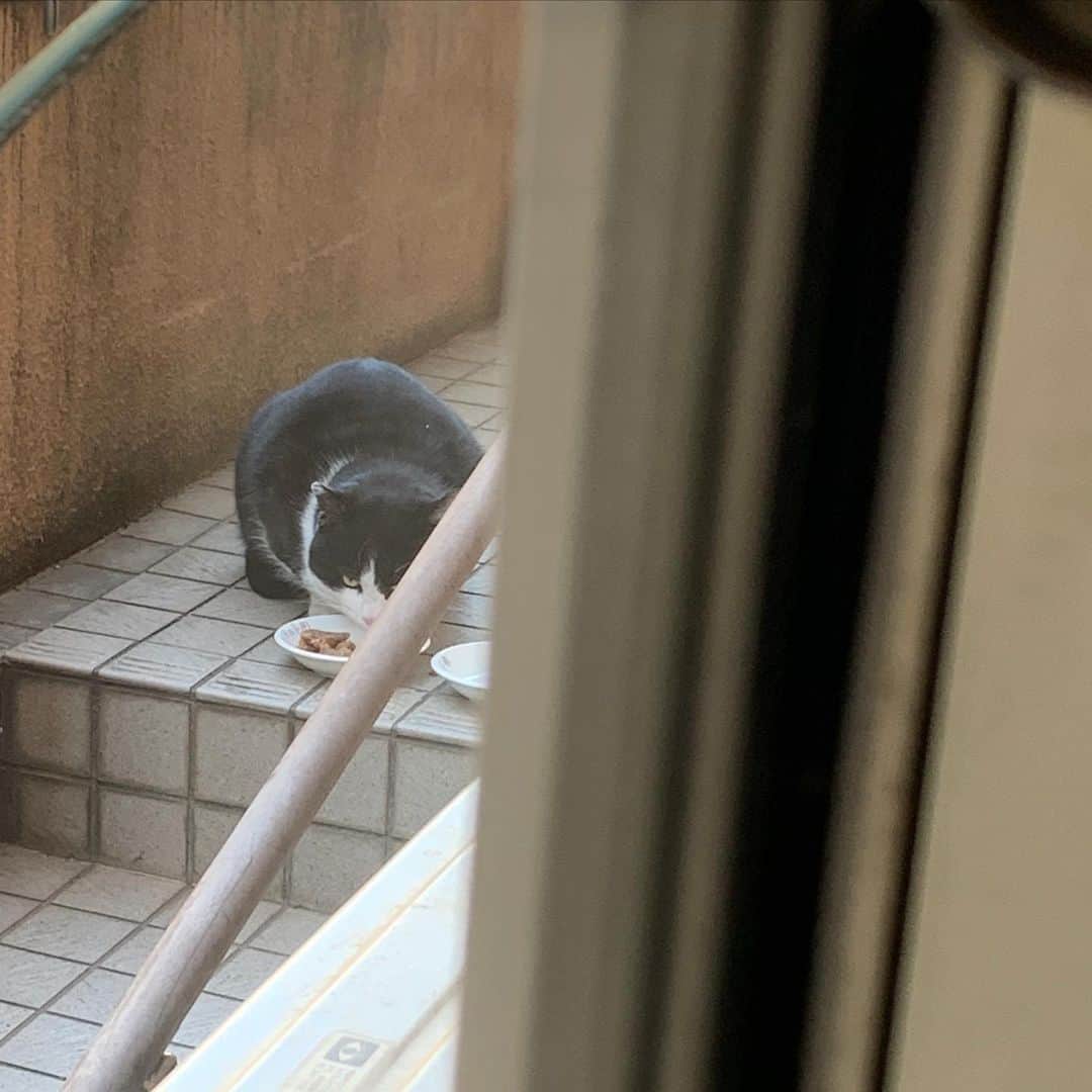 Kachimo Yoshimatsuさんのインスタグラム写真 - (Kachimo YoshimatsuInstagram)「おはようイカスミ！ Good Morning Ikasumi イカスミが来るのをバーバも楽しみにしてるから毎日来てね。 #うちの猫ら #ikasumi #猫 #ねこ #cat #ネコ #catstagram #ネコ部 http://kachimo.exblog.jp」3月1日 10時31分 - kachimo