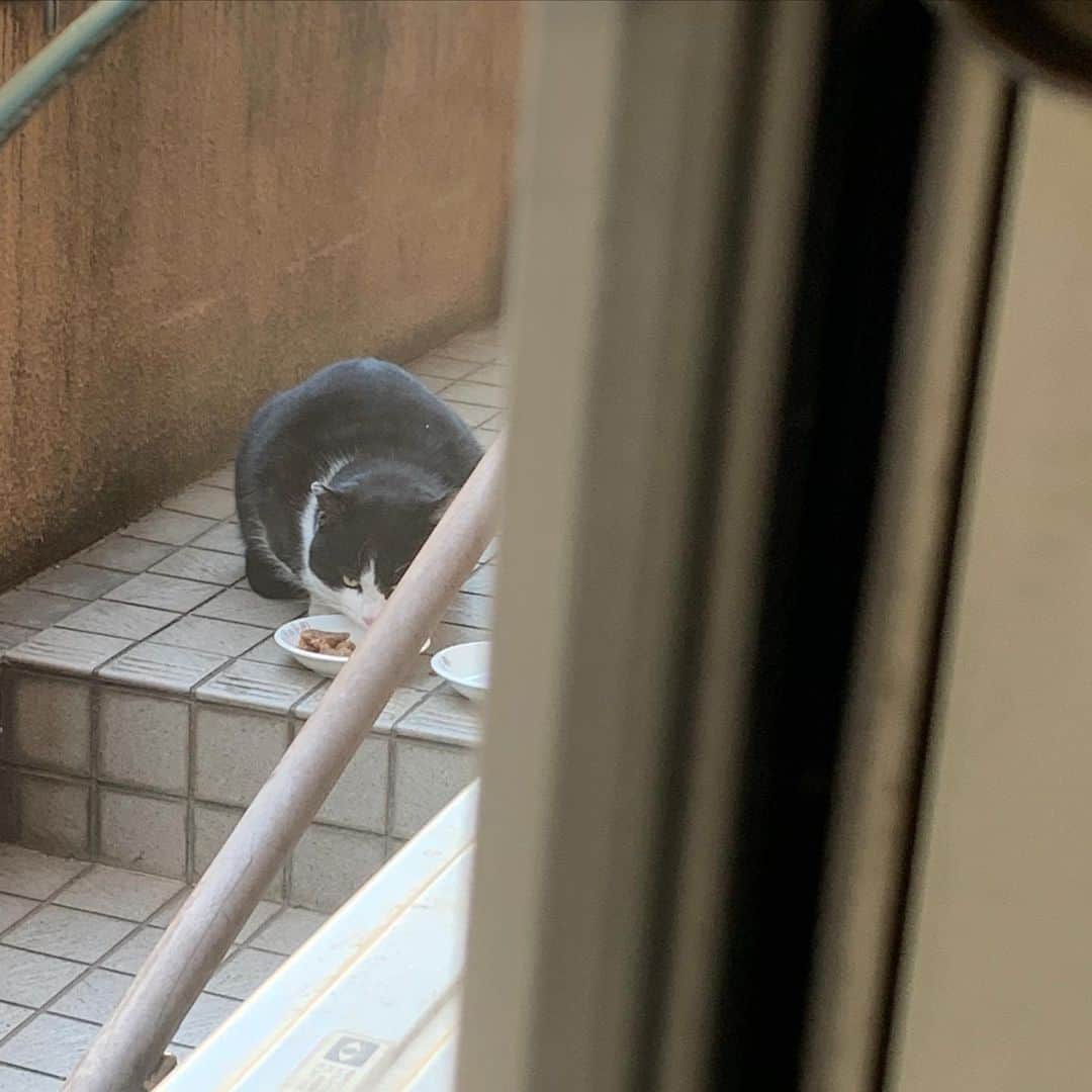 のインスタグラム：「おはようイカスミ！ Good Morning Ikasumi イカスミが来るのをバーバも楽しみにしてるから毎日来てね。 #うちの猫ら #ikasumi #猫 #ねこ #cat #ネコ #catstagram #ネコ部 http://kachimo.exblog.jp」