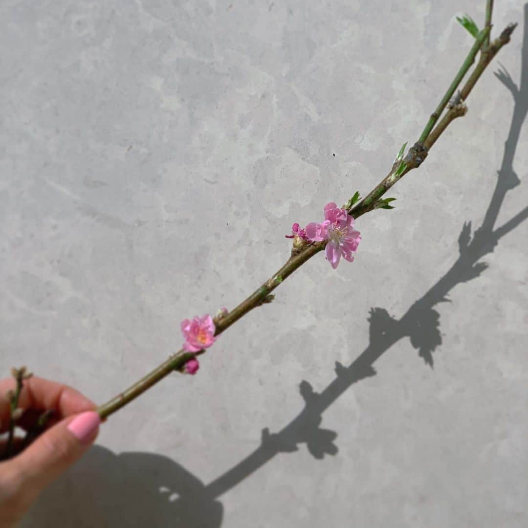 三森すずこさんのインスタグラム写真 - (三森すずこInstagram)「🌸peach flowers 🌸 pink nails🌸 今日から3月！」3月1日 10時49分 - mimorin.official