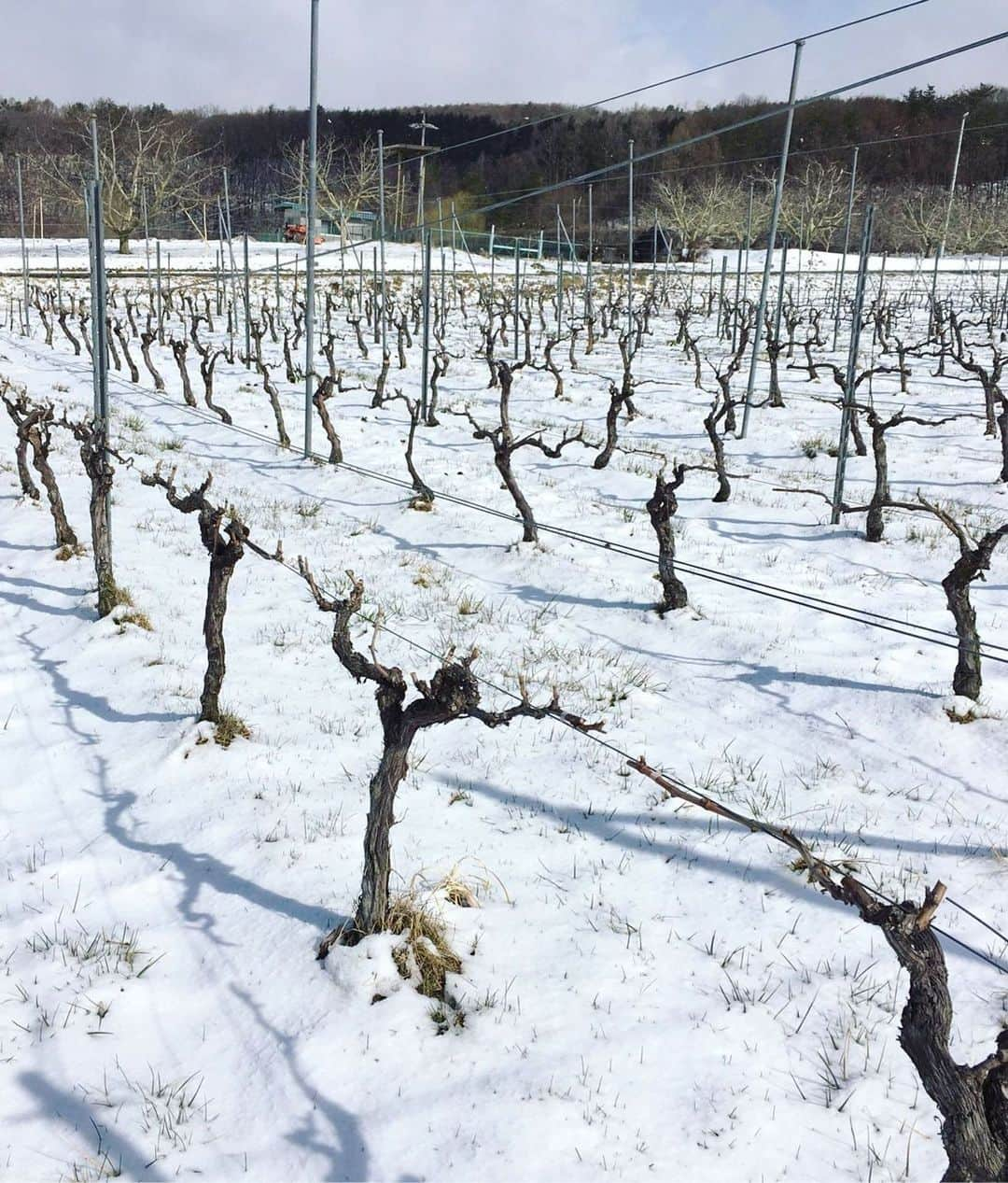 ひぐち君さんのインスタグラム写真 - (ひぐち君Instagram)「3月21日(日)21:00〜の オンラインサロン 「ひぐち君の日本ワイン会」 リモートワイン会vol.49は、 長野県東御市より 「cave hatano」 の波田野信孝さんにご参加いただく予定です🍷 参加ご希望の方は、プロフィール欄↑のURLにアクセスしていただき、当サロンへのご入会をお願いいたします😊 1ヶ月のお試しでも大歓迎ですので、お気軽にご参加くださいませ🥂 過去のリモートワイン会のレポートもご覧いただけます🗒 #cavehatano  今回のオススメワイン↓ #鞍掛シャルドネ 2019🍷 #千曲シャルドネ 2019🍷 #シャルドネ飲み比べ  #chardonnay  #長野県　#東御市 #nagano  #日本ワイン　🇯🇵 #japanesewine #vinjaponais  #wine #vin #vino #winetime #winelover  #instawine #wineexpert  #tokyo  #オンラインサロン #ひぐち君の日本ワイン会 ↓↓↓ https://bit.ly/2KJ9DQy #リモートワイン会  #オンラインワイン会 #オンライン飲み会 #ワイン会 #おうちワイン #wineathome #zoom #zoomwinetasting  #毎週開催」3月1日 2時10分 - higehiguchi