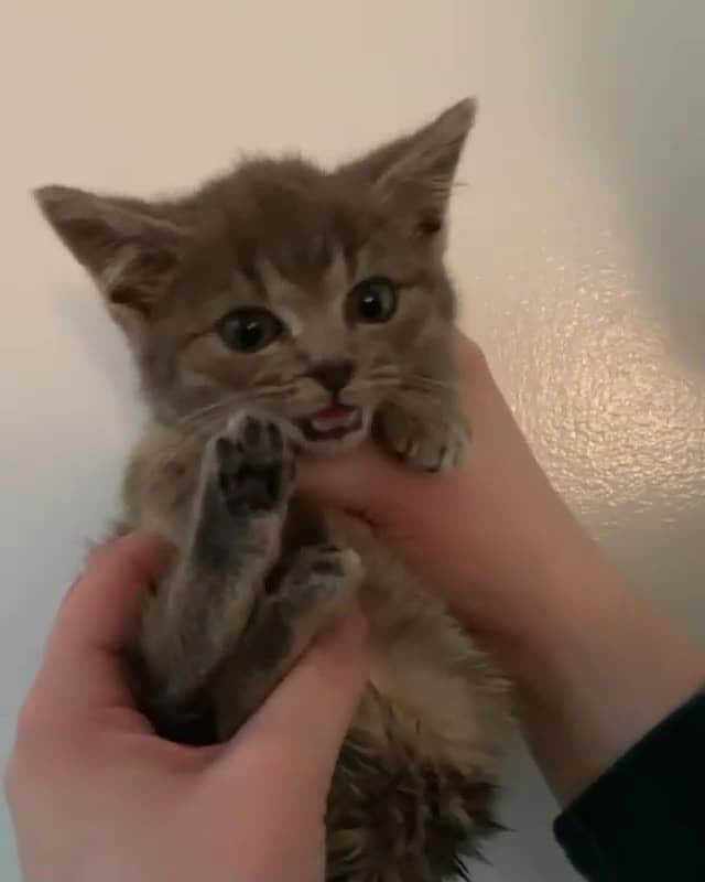 Cats of Instagramのインスタグラム：「From @kellyfosterkittens: “Was trying to get a headshot, but Ray was more into meowing than meowdeling! 😹” #catsofinstagram」