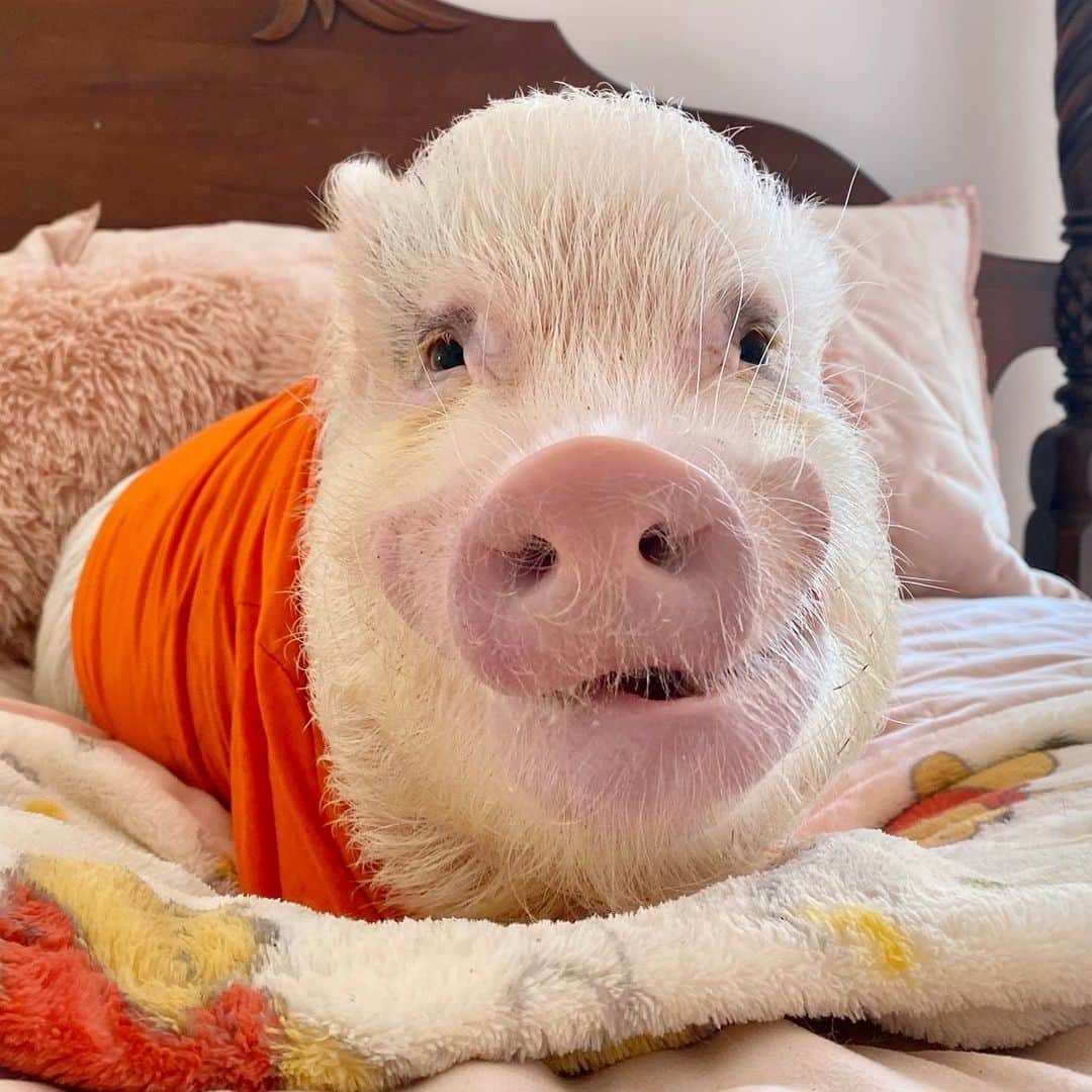 のインスタグラム：「Happy Snout Sunday from Silly Pop! He did his farm chores, took a bath and is now ready for a nap. Hope everyone is having a great day!🧡🐽#FarmerPop #cheesin #PrissyandPop」