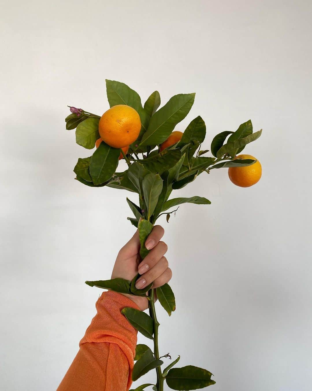 Mara Teigenのインスタグラム：「Picked these for you 🍊」