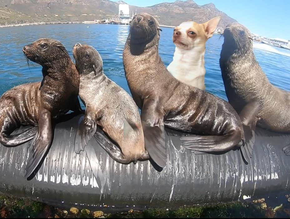 Jessicaさんのインスタグラム写真 - (JessicaInstagram)「Binky hanging out with is ocean relatives.  . . #capeseals #capebinky #capechihuahua #seadog #capetown」3月1日 3時12分 - jessleebuchanan