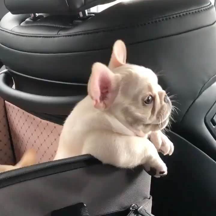 animalsのインスタグラム：「Cuteness overload 😍 (SOUND ON!) Video by: @bonniecoco_ Follow @PUP for more ❤️」