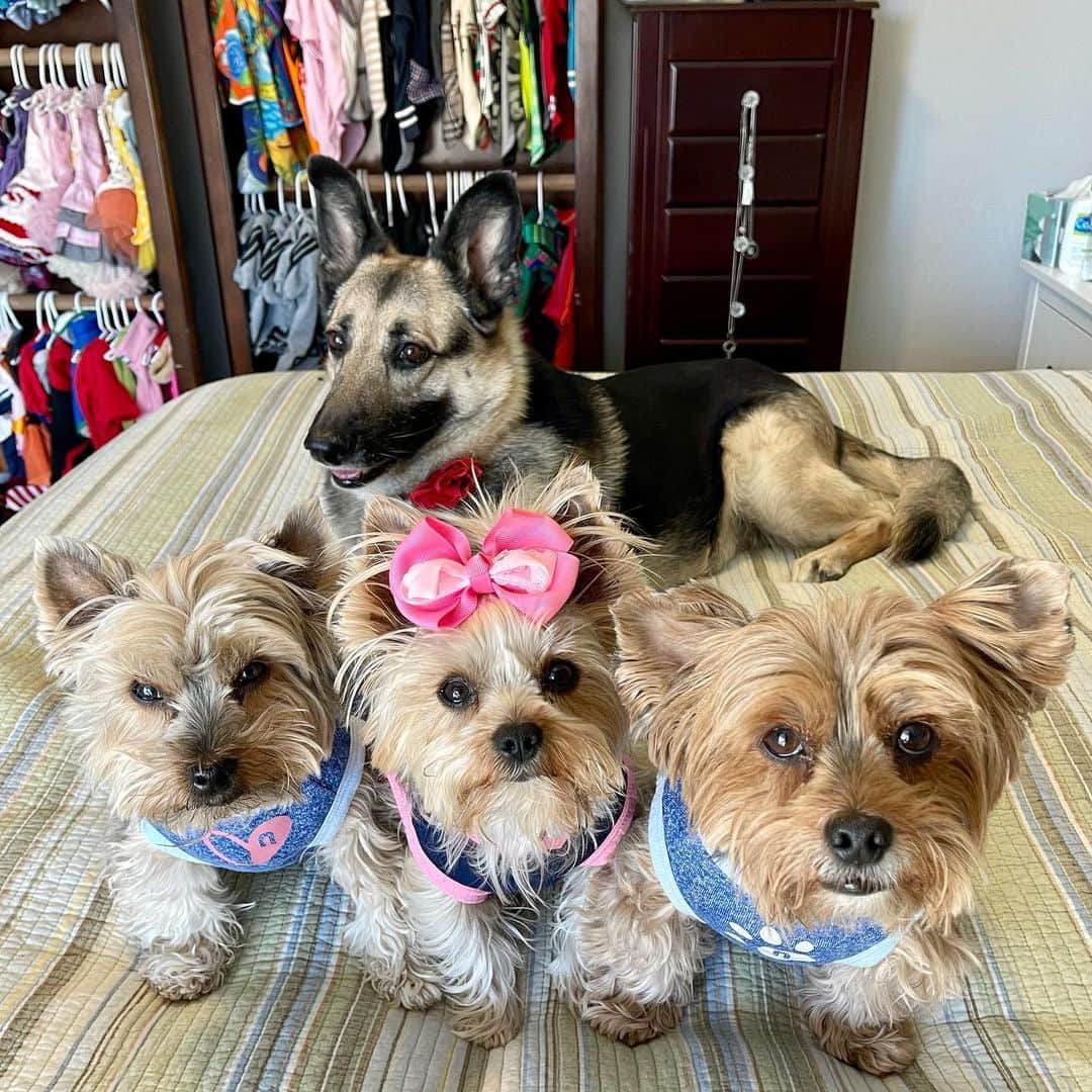 さんのインスタグラム写真 - (Instagram)「Misty, Max, Allie & Sammy 💭 Happy Sunday Funday! 🥳🥳🥳 Happy last day of February! ♥️🥰❌⭕️ #LastDayOfFebruary #SundayFunday #PlayAllDay #ILoveMyGSD」3月1日 3時42分 - happyyorkiefamily