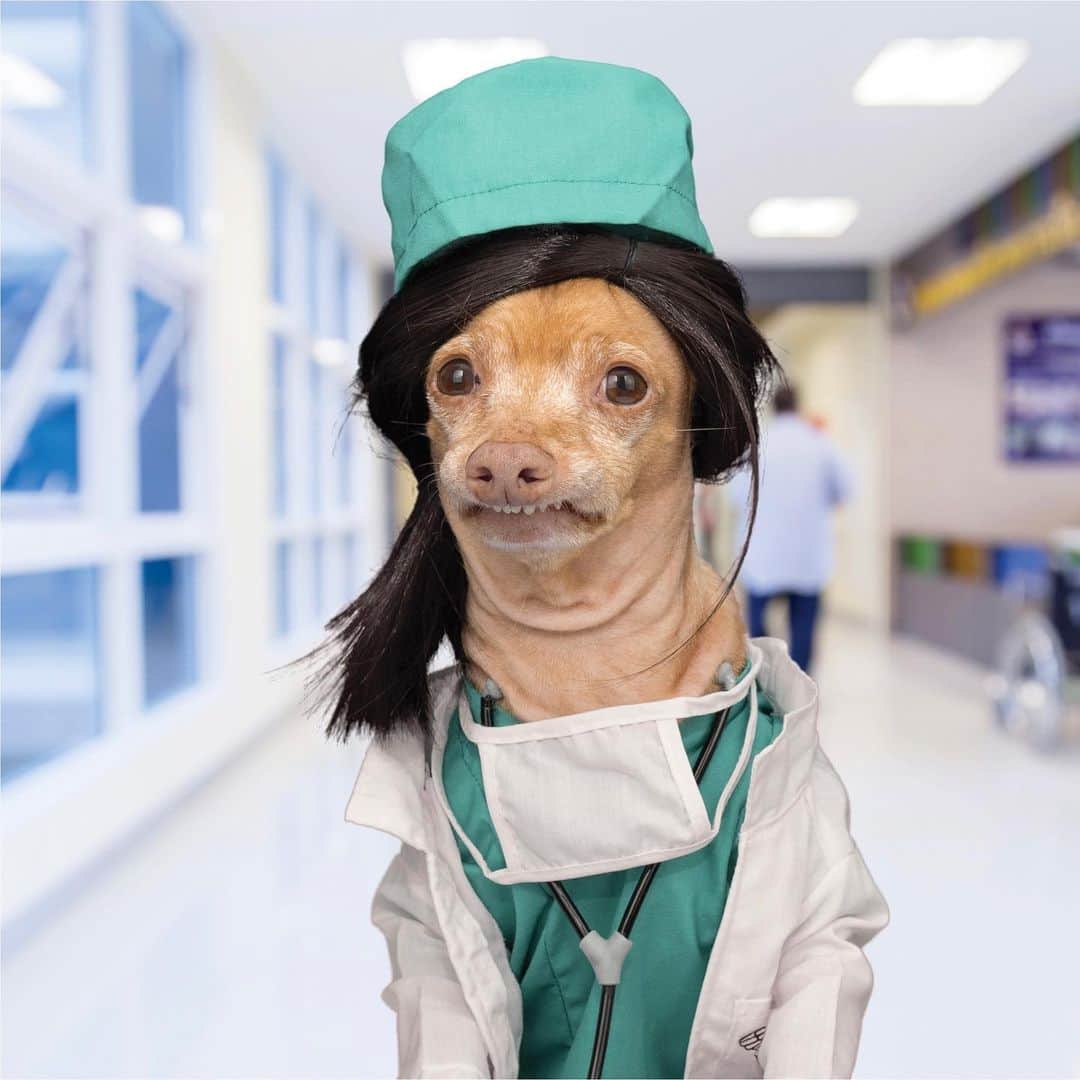 Tuna {breed:chiweenie} のインスタグラム：「I’m posting the Dr. Tuna March image of the Essential Edition calendar a day early because tomorrow is the last day where $2 of every sale goes to benefit @austinpetsalive. Plus he’s just perfect as a doctor. Or you can pretend he’s a nurse. Either way, thank you so much to EVERYONE in the medical field! We appreciate you! 😘 Link in bio to get one!」