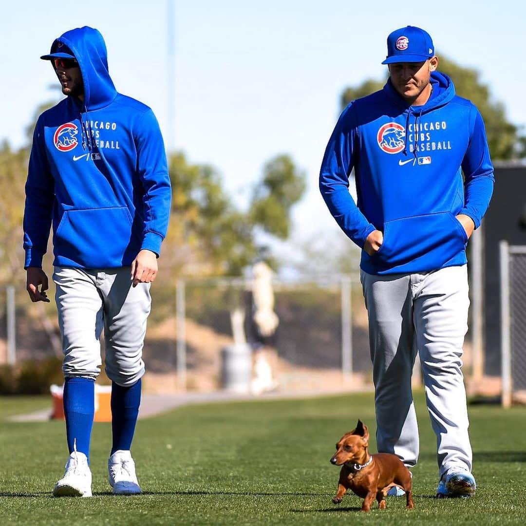 シカゴ・カブスさんのインスタグラム写真 - (シカゴ・カブスInstagram)「Bring your dog to work day. 🐶」3月1日 4時22分 - cubs