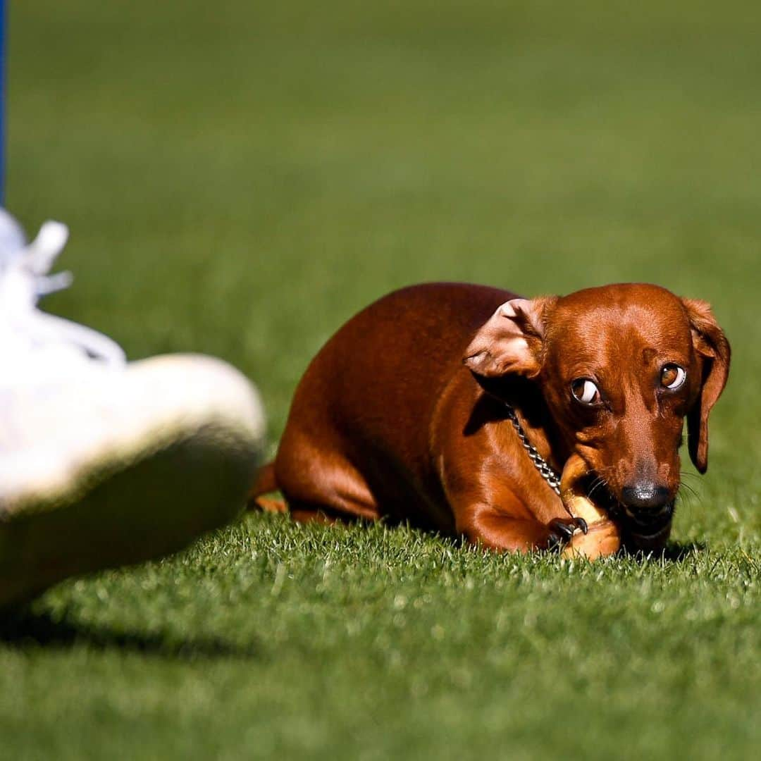 シカゴ・カブスさんのインスタグラム写真 - (シカゴ・カブスInstagram)「Bring your dog to work day. 🐶」3月1日 4時22分 - cubs