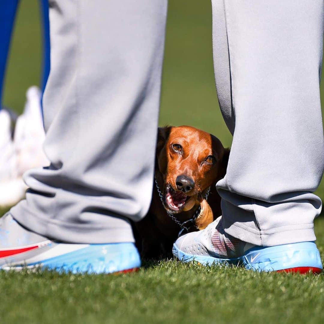 シカゴ・カブスさんのインスタグラム写真 - (シカゴ・カブスInstagram)「Bring your dog to work day. 🐶」3月1日 4時22分 - cubs