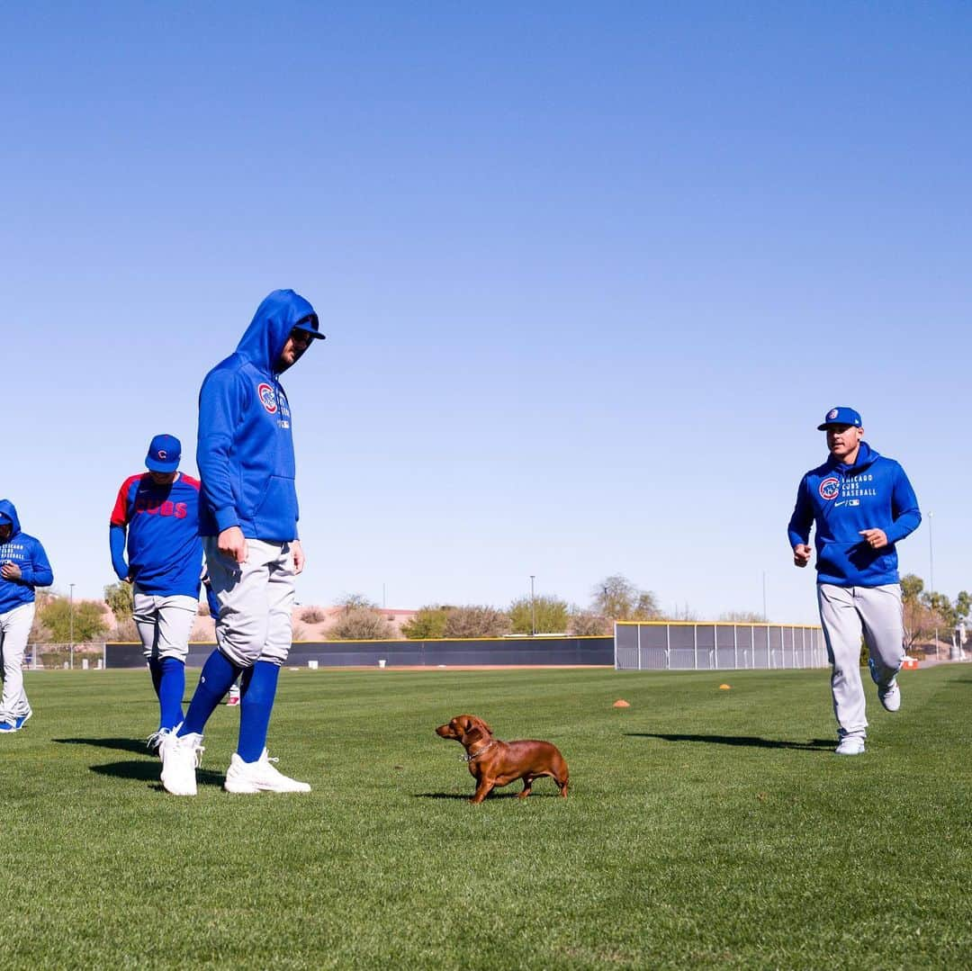 シカゴ・カブスさんのインスタグラム写真 - (シカゴ・カブスInstagram)「Bring your dog to work day. 🐶」3月1日 4時22分 - cubs