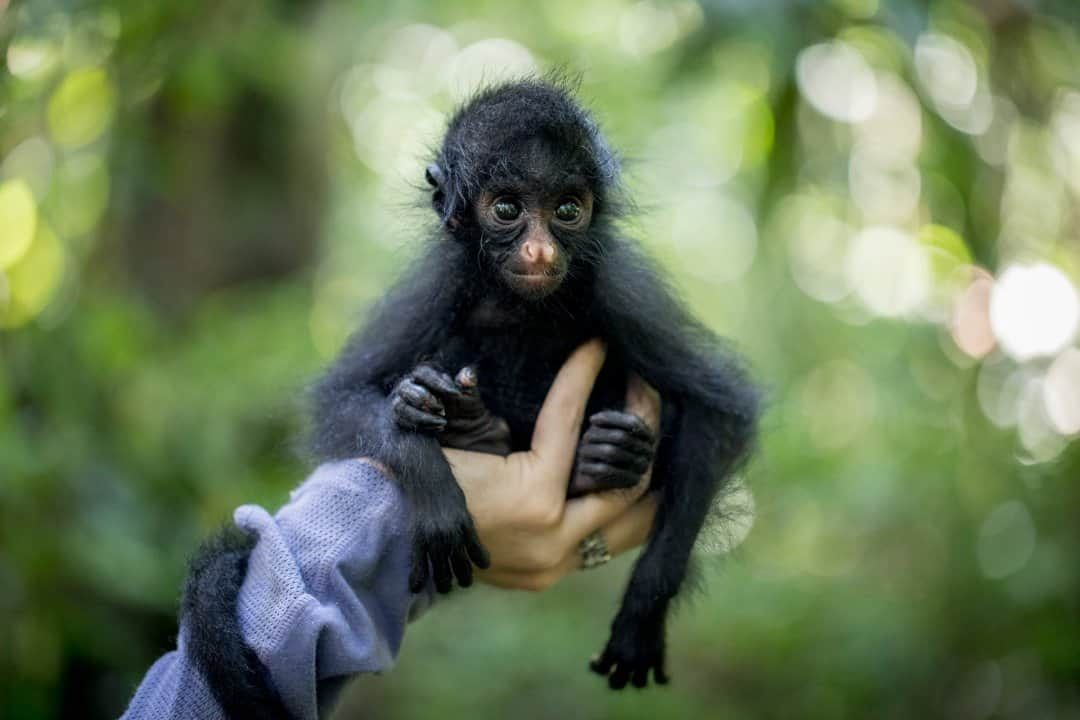 ナショナルジオグラフィックさんのインスタグラム写真 - (ナショナルジオグラフィックInstagram)「Photo Trevor Frost @tbfrost / Baby spider monkeys are one of the most common animals in the illegal wildlife trade in Peru's southeastern Amazon. Typically they're found living with humans as pets, because hunters shot their mothers for meat. Monkeys are notoriously difficult to care for, and like humans they require strong social bonds to live happy, healthy lives. Luckily, MJ was rescued by Peruvian nonprofit @hojanueva and later transferred to a rescue center with a group of spider monkeys, where she could make friends and learn skills for living in the wild. To see more photos of MJ, head over to @hojanueva.」3月1日 4時37分 - natgeo