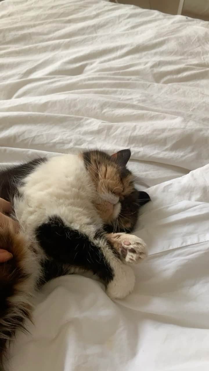 Pudgeのインスタグラム：「The way she’s just zonked out 😭🥺」