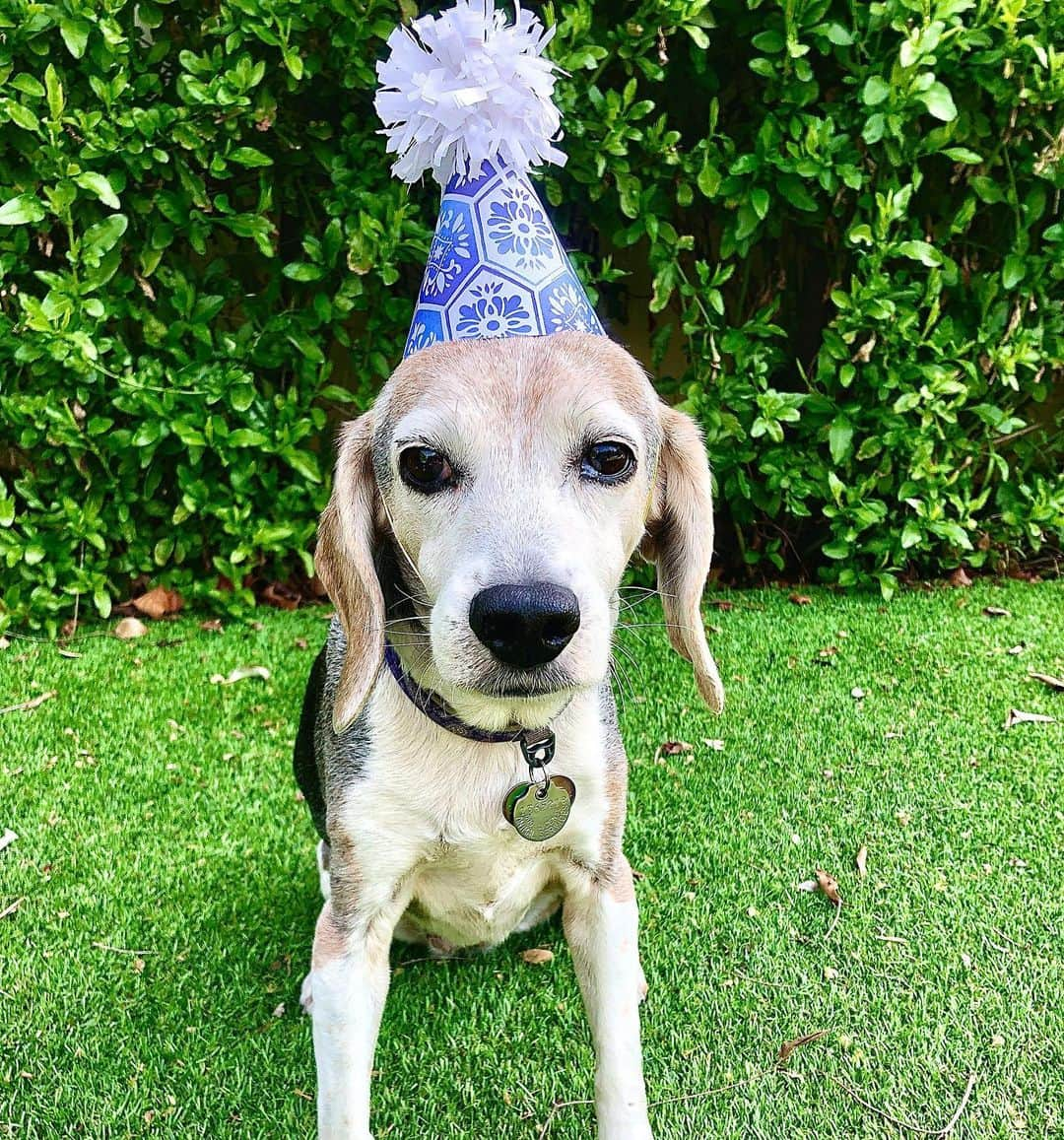 ジュリアナ・デヴァーのインスタグラム：「FIFTEEN YEARS OLD TODAY 🎂 . In 2009 we adopted a 2-ish year old beagle. Using my super-scientific method of determining a rescue dog’s birthday (outlined in an older post), we landed on February 28th as Maizy’s birthday. . If it weren’t for the calendar, really we’d have no idea how old she was. She still acts like a puppy. She went on a 4 mile walk yesterday, a 3.5 mile walk today (she even tends to run it), she still jumps on kitchen tables when we’re not looking, and knocked over a whole display of chew bones at the pet store today. . Happy Birthday cuckoo beagle! . #maizythebeagle #alwaysbebeagling #beaglesgottabeag」