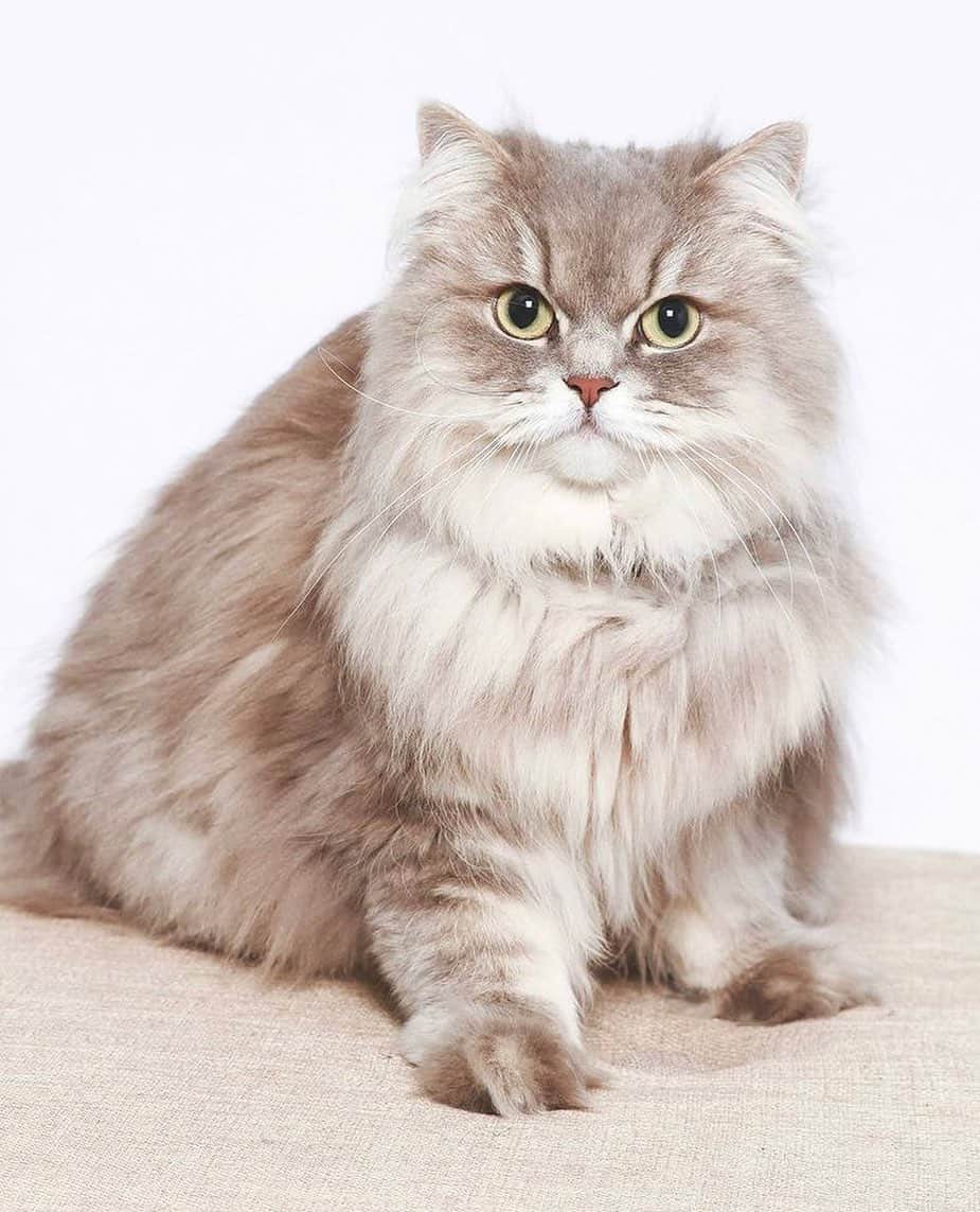 The Cats Of Instagramのインスタグラム：「“The whole relationship is in the eyes of the animal. We are very fusional. Here is a first shoot to immortalize this princess" - @tilly_the_british」