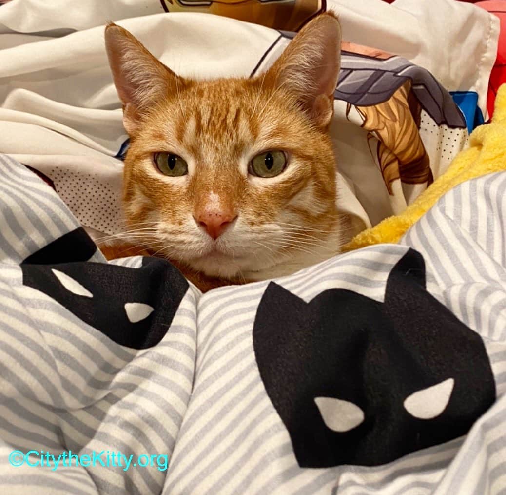 City the Kittyのインスタグラム：「Time to get back to work?🙀  #catnap #lazycat」