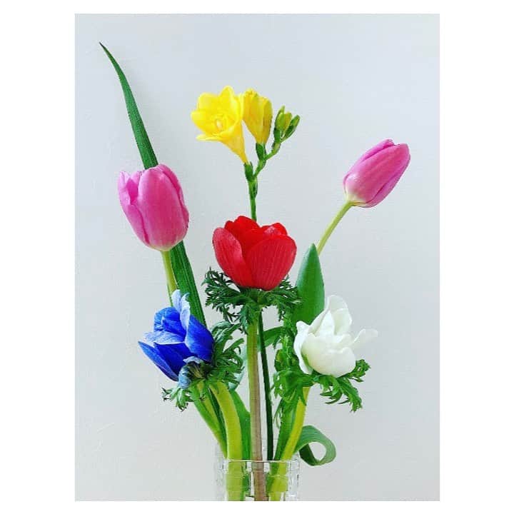 のインスタグラム：「3月  春の訪れを少しずつ感じますね🌷  AliAは只今絶賛ツアーの準備中でございます🎶  みなさまにお会いできることを心から楽しみにしています✨  時節柄、くれぐれもご自愛くださいませ🍃  #チューリップ #アネモネ」