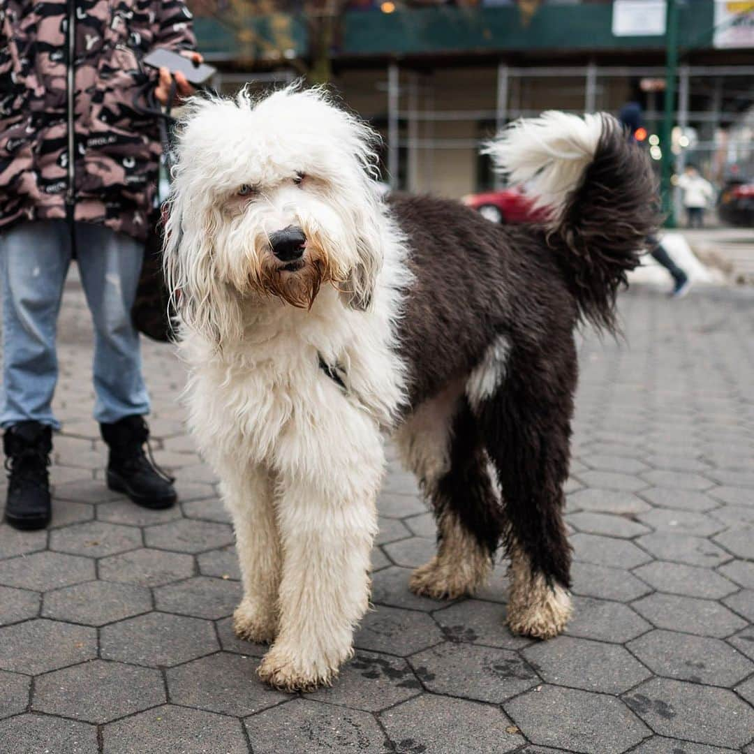 The Dogistさんのインスタグラム写真 - (The DogistInstagram)「Ernie, Sheepadoodle (2 y/o), 77th & Columbus Ave., New York, NY • “He’s a big goof – loves to be chased. A 90-pound lap dog.” @erniesheepadoodle」3月1日 5時50分 - thedogist