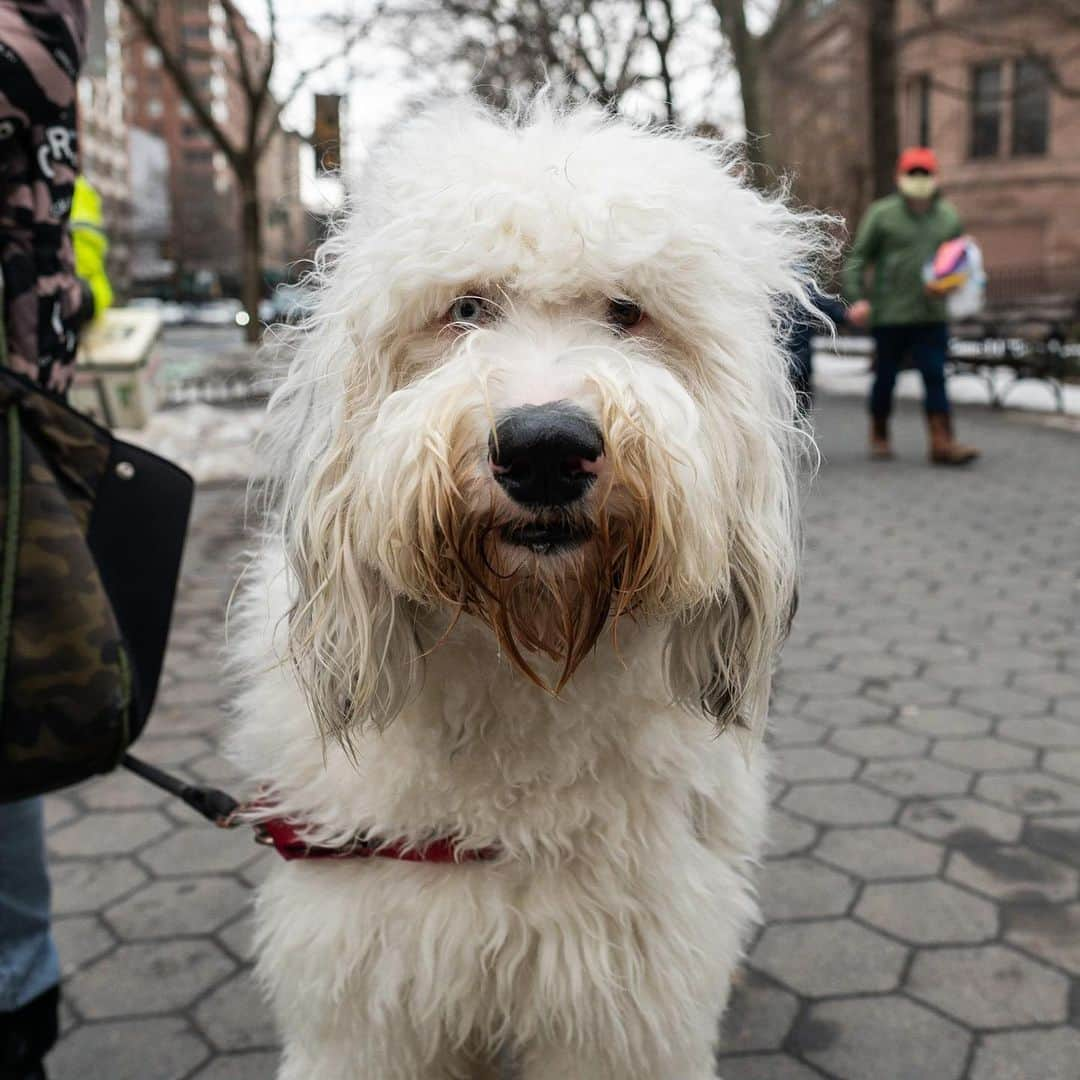 The Dogistさんのインスタグラム写真 - (The DogistInstagram)「Ernie, Sheepadoodle (2 y/o), 77th & Columbus Ave., New York, NY • “He’s a big goof – loves to be chased. A 90-pound lap dog.” @erniesheepadoodle」3月1日 5時50分 - thedogist