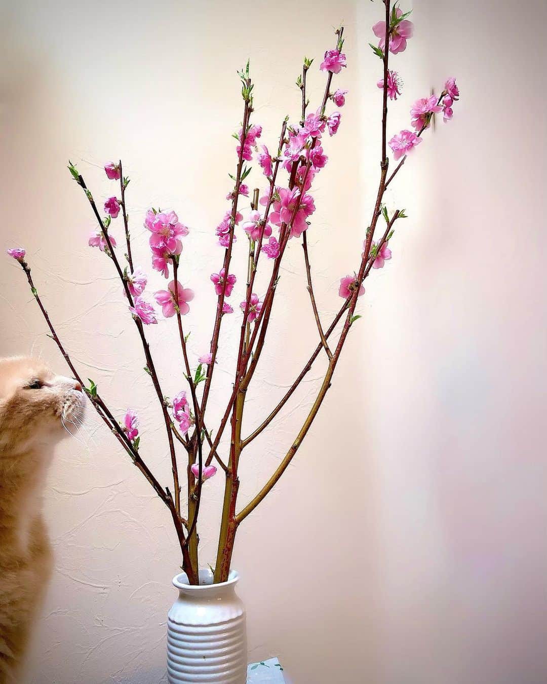 いけながあいみのインスタグラム：「3月1日でございますね♪  桃の花が咲きました🌸🌸🌸  *  Happy March♪  Peach flowers bloomed🌸🌸🌸」