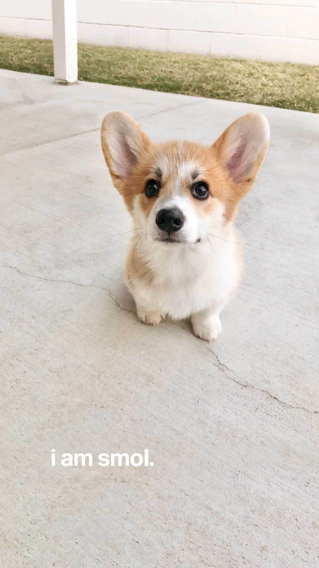 Geordi La Corgiのインスタグラム：「self acceptance is important 💁‍♀️」