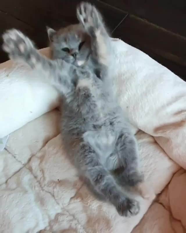 Cats of Instagramのインスタグラム：「From @vlenika: “Начнём утро с двух вещей: с разминки и улыбки.⁠ Присоединяйтесь 😄” #catsofinstagram」
