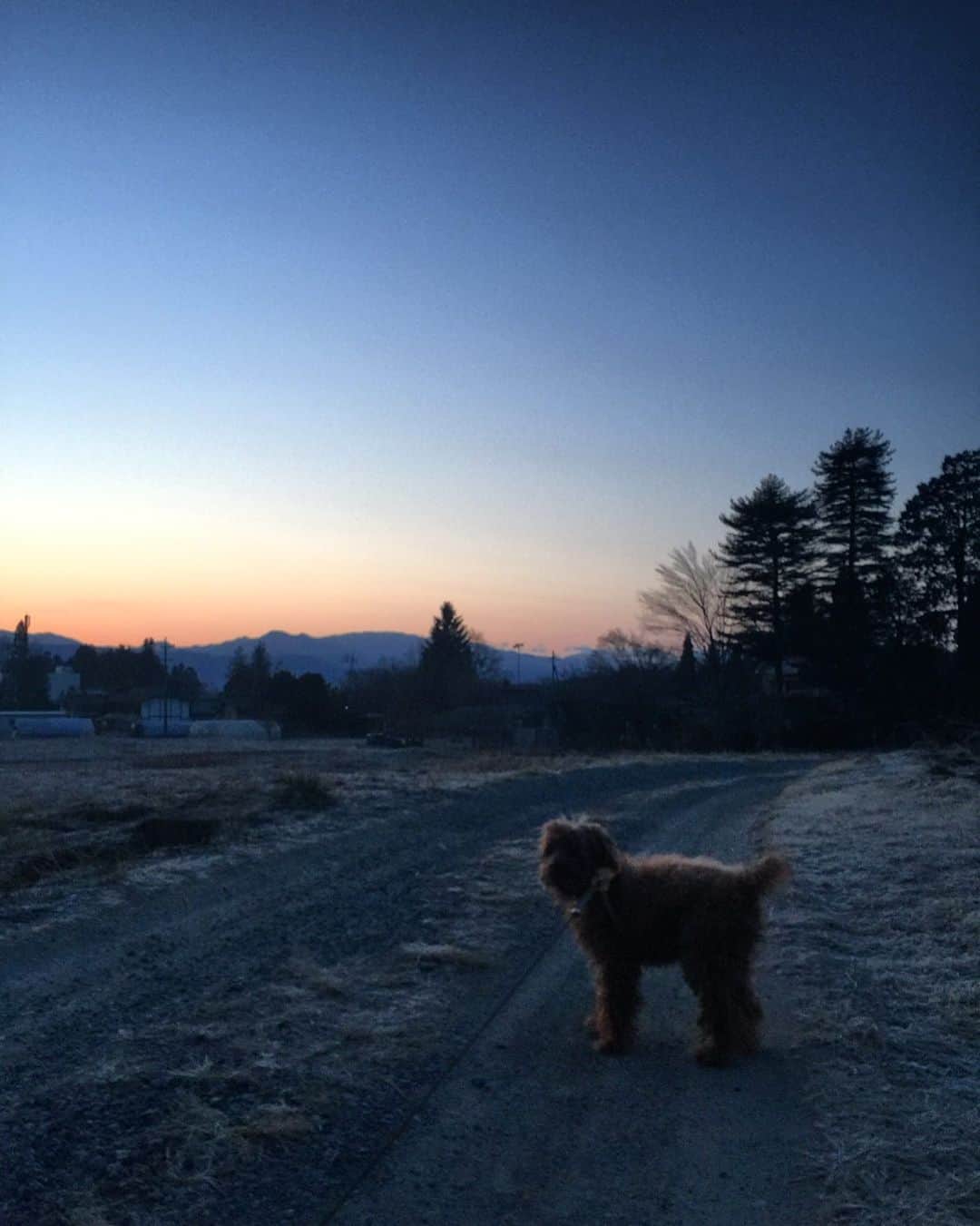 チックンとプーちゃんのふるさと? From Japan??のインスタグラム：「おはよう月曜日🐾 #安曇野#朝焼け」
