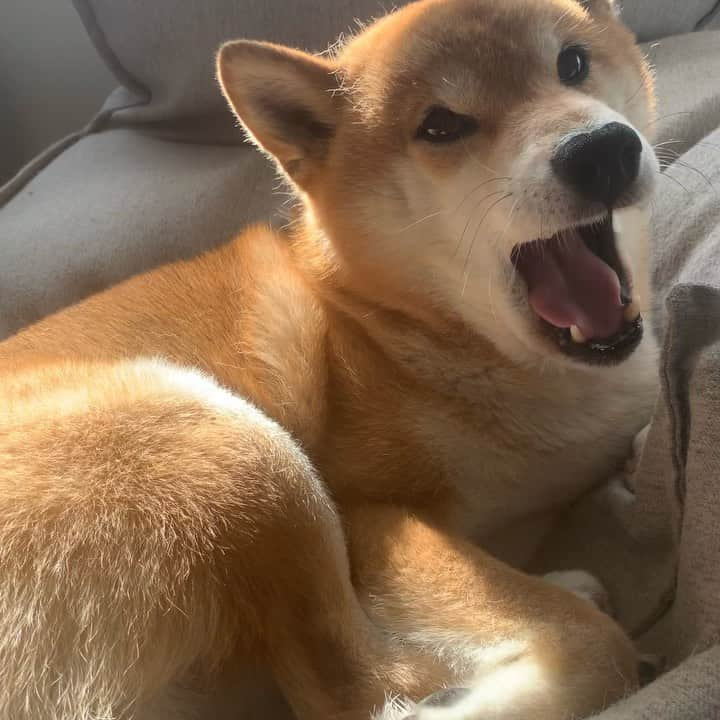 Shibainu Pontaのインスタグラム