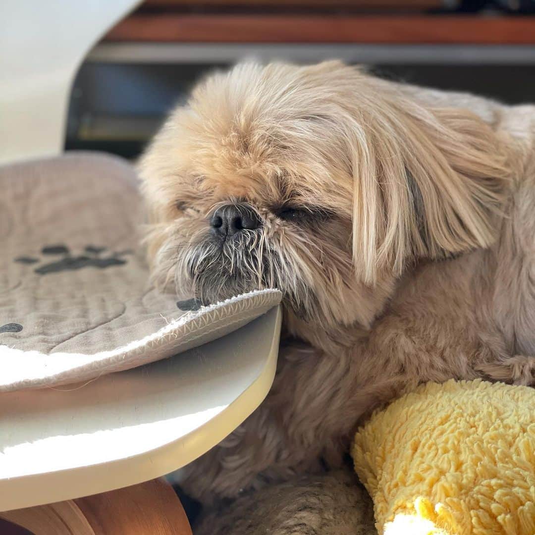 Dougie the Shih Tzuのインスタグラム：「Look at this baby!」
