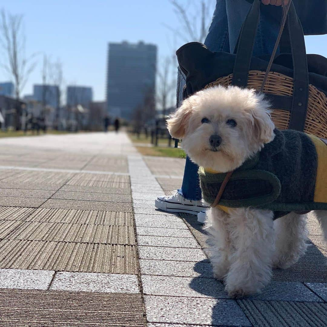 Maruさんのインスタグラム写真 - (MaruInstagram)「🐾 豊洲ぐるり公園をお散歩したよ！ 風がなくて、ドライブ日和の日曜日。 #エバゴス  #マザーデニム  #CONVERSECANVASALLSTARJHI  #apsfordog  #ウォータードッグガーデン   . . #dog #ilovemydog #toypoodle#dogstagram  #instadog #トイプードル#癒し犬#トイプー#今日のわんこ#幸せお届け隊#ふわもこ部」3月1日 6時48分 - akiyomaru