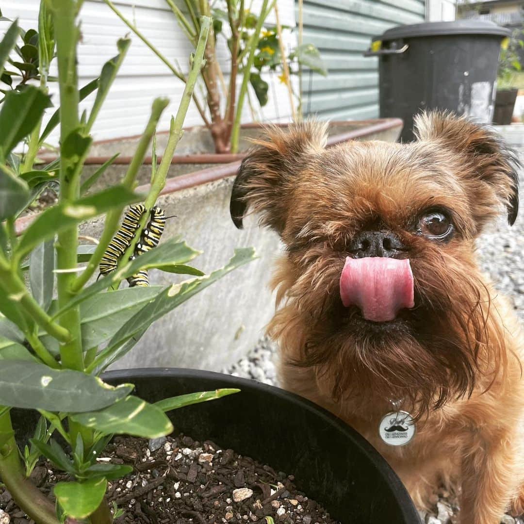 Digby & Aloのインスタグラム：「“That’s a weird looking cat. I’m still gonna eat it” - Digby」