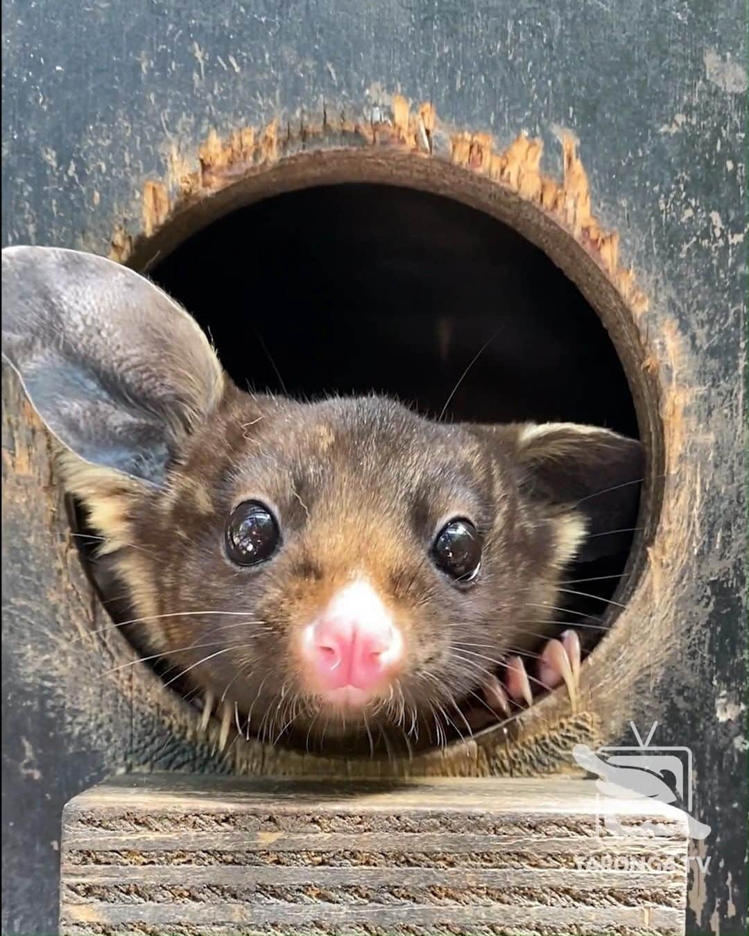 タロンガ動物園のインスタグラム