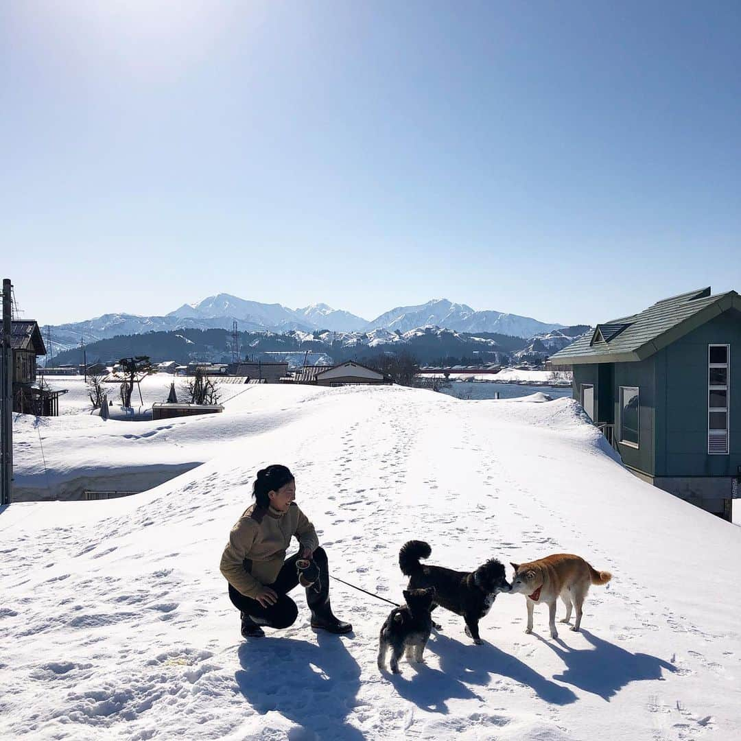 hoshinofumikaさんのインスタグラム写真 - (hoshinofumikaInstagram)「Good morning🤍this is my hometown🐕🐩🐕‍🦺🏃‍♀️🏃‍♀️ 雪国の朝。 春に近づくと【しみわたり】 という、雪の上をずーっと歩ける日が現れます。 3歳からの幼馴染といくつになっても同じことをして過ごします笑 コーヒーを淹れてもらって☕️ 最高の朝がスタートした昨日。 記念すべき200本目の動画をアップしました。 【豪雪地域の今年の日常】 @fumika_hoshino のプロフィールリンクよりご覧ください📱👨‍🌾👩‍🌾🏂 本日から岩手県安比高原スキー場に3日の１４時頃までいます🤍 お近くの方きてくださーい！ 一緒に滑りましょう〜🌼 今シーズン最初で最後の東北トリップです🚘🌛🤍 たくさんの皆さんに会えますよーに🙏 . . . . .  #snowboarding #snowboard #snow #winter #japan #ootd #スノーボード #スノボ #スノボー #スノボ女子 #スノボ好きな人と繋がりたい #冬 #スキー場 #スキー #雪国 #田舎暮らし #hometown #地元 #新潟県魚沼市 #uonumalife #柴犬 #愛犬 #家族 #雪 #庭」3月1日 7時15分 - fumika_hoshino