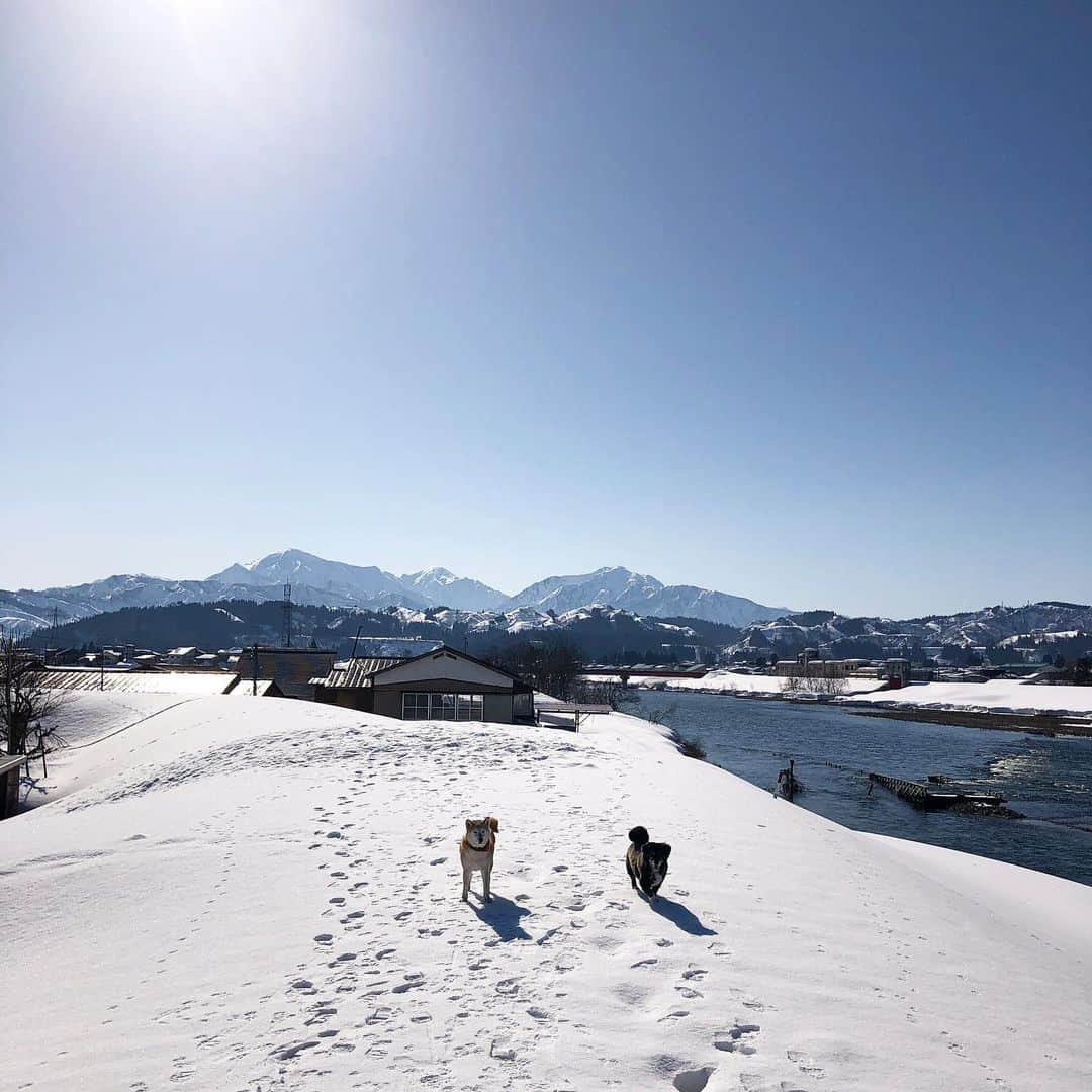 hoshinofumikaさんのインスタグラム写真 - (hoshinofumikaInstagram)「Good morning🤍this is my hometown🐕🐩🐕‍🦺🏃‍♀️🏃‍♀️ 雪国の朝。 春に近づくと【しみわたり】 という、雪の上をずーっと歩ける日が現れます。 3歳からの幼馴染といくつになっても同じことをして過ごします笑 コーヒーを淹れてもらって☕️ 最高の朝がスタートした昨日。 記念すべき200本目の動画をアップしました。 【豪雪地域の今年の日常】 @fumika_hoshino のプロフィールリンクよりご覧ください📱👨‍🌾👩‍🌾🏂 本日から岩手県安比高原スキー場に3日の１４時頃までいます🤍 お近くの方きてくださーい！ 一緒に滑りましょう〜🌼 今シーズン最初で最後の東北トリップです🚘🌛🤍 たくさんの皆さんに会えますよーに🙏 . . . . .  #snowboarding #snowboard #snow #winter #japan #ootd #スノーボード #スノボ #スノボー #スノボ女子 #スノボ好きな人と繋がりたい #冬 #スキー場 #スキー #雪国 #田舎暮らし #hometown #地元 #新潟県魚沼市 #uonumalife #柴犬 #愛犬 #家族 #雪 #庭」3月1日 7時15分 - fumika_hoshino