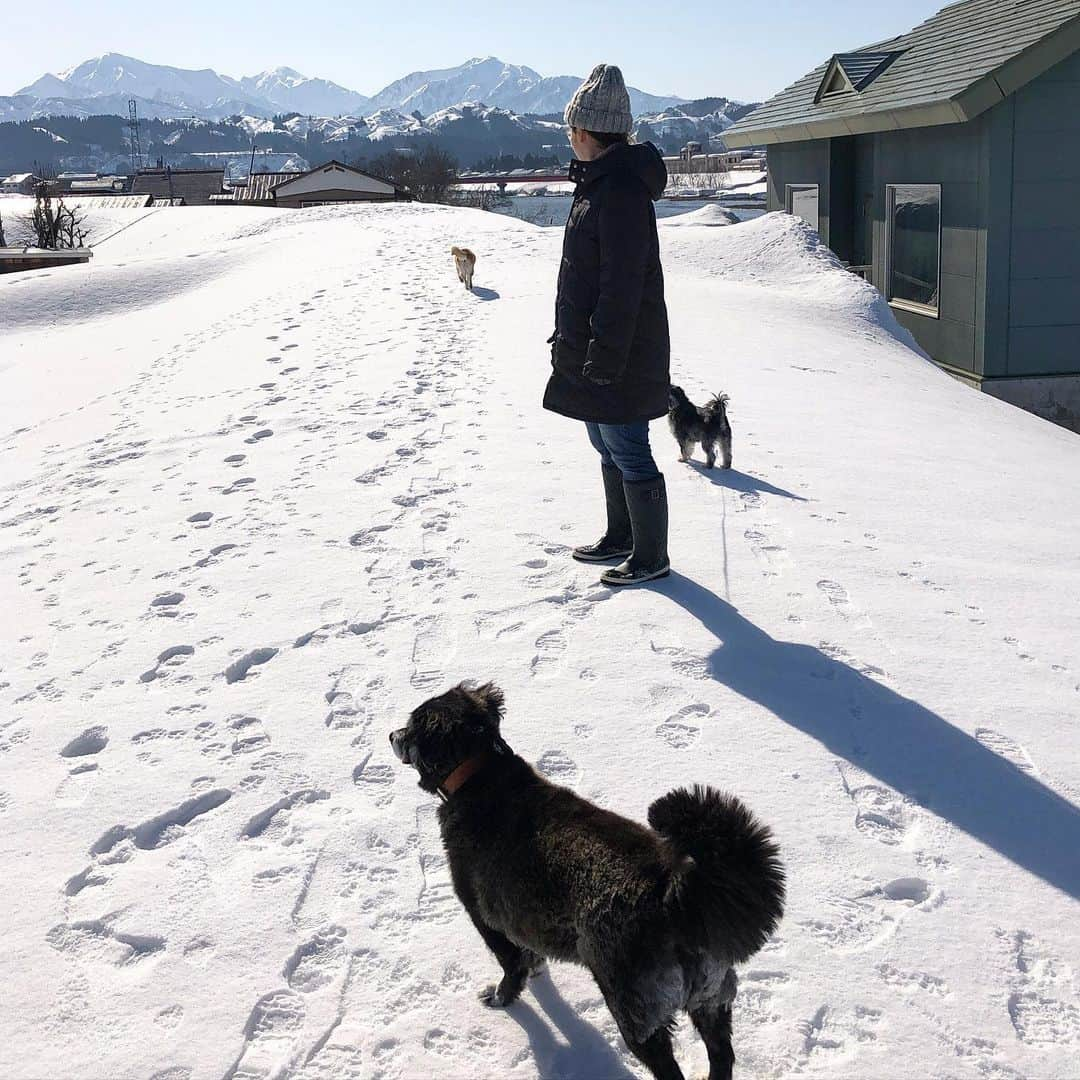 hoshinofumikaのインスタグラム：「Good morning🤍this is my hometown🐕🐩🐕‍🦺🏃‍♀️🏃‍♀️ 雪国の朝。 春に近づくと【しみわたり】 という、雪の上をずーっと歩ける日が現れます。 3歳からの幼馴染といくつになっても同じことをして過ごします笑 コーヒーを淹れてもらって☕️ 最高の朝がスタートした昨日。 記念すべき200本目の動画をアップしました。 【豪雪地域の今年の日常】 @fumika_hoshino のプロフィールリンクよりご覧ください📱👨‍🌾👩‍🌾🏂 本日から岩手県安比高原スキー場に3日の１４時頃までいます🤍 お近くの方きてくださーい！ 一緒に滑りましょう〜🌼 今シーズン最初で最後の東北トリップです🚘🌛🤍 たくさんの皆さんに会えますよーに🙏 . . . . .  #snowboarding #snowboard #snow #winter #japan #ootd #スノーボード #スノボ #スノボー #スノボ女子 #スノボ好きな人と繋がりたい #冬 #スキー場 #スキー #雪国 #田舎暮らし #hometown #地元 #新潟県魚沼市 #uonumalife #柴犬 #愛犬 #家族 #雪 #庭」