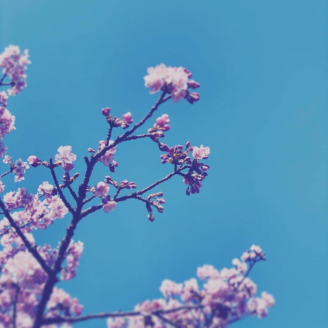 中野敬久さんのインスタグラム写真 - (中野敬久Instagram)「#flowers #flowersoflife #blue #sky #pink」3月1日 7時49分 - hirohisanakano