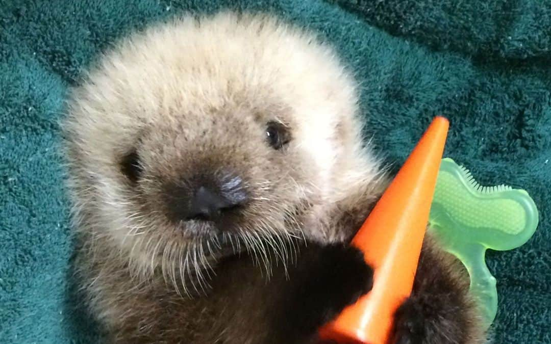 Baby Animalsのインスタグラム：「The cutest little face! 😊」