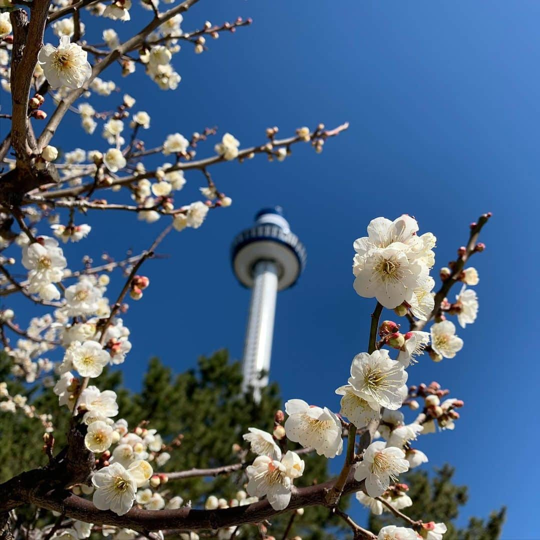 リナのインスタグラム：「おさんぽしてたら、梅の花が満開だった🏵  子どもたちが駆けまわっている間、 ママはネットショッピング♪  Qoo10で3/1からメガ割りが開催されてるから、欲しいものを物色してるよ💄  毎日使うパックとか、 韓国コスメがめっちゃお得に買えるから、この機会を逃せないよね✌️  私がメガ割りで購入予定のアイテムは…画像２枚目をみてね♪ ...................................................... #おさんぽ #お散歩 #うめのはな  #メガ割 #Qoo10 #キューテン #PR #毎日パック #お買い物 #ネットショッピング」