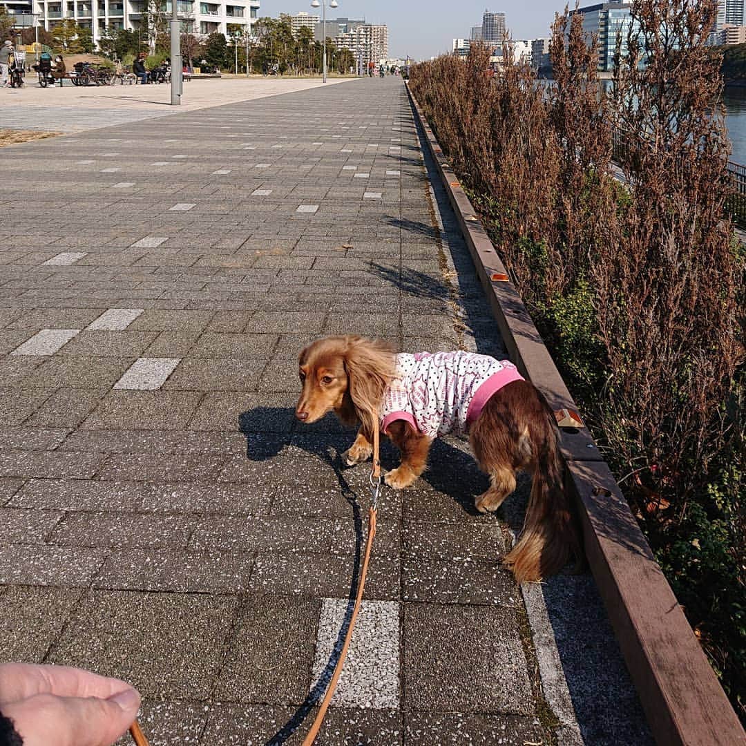 くるみんのインスタグラム：「* 2月7日 豊洲ぐるりパークでお散歩 豊洲6丁目公園からららぽーと豊洲側に抜けて、新豊洲駅付近まで戻ってきました。  実はこの前の週もぐるり公園から晴海側(選手村側)の運河沿いを散歩して、すごく気持ちが良くてロケーションも綺麗なので2週続けて行っちゃった😆 また行きたいな  #ミニチュアダックスフンド #ミニチュアダックスフント #ミニチュアダックス #イザベラタン #イザベラ #カニンヘンダックスフント #カニンヘン #カニンヘンダックス #カニンヘンダックスフンドの日常 #カニンヘンの会 #カニンヘンダックスフンド #チョコタンダックスフント #チョコタンダックスフンド #チョコタンダックス #チョコタン #ダックスlove #ダックス多頭飼い #ダックスフント #ダックスフンドカニンヘン #ダックス部 #ダックス大好き #ダックス #ダックスフンド #豊洲ぐるり公園 #いぬばか部 #いぬすたぐらむ #短足部 #わんこなしでは生きていけません会 #dachshund #dachs」