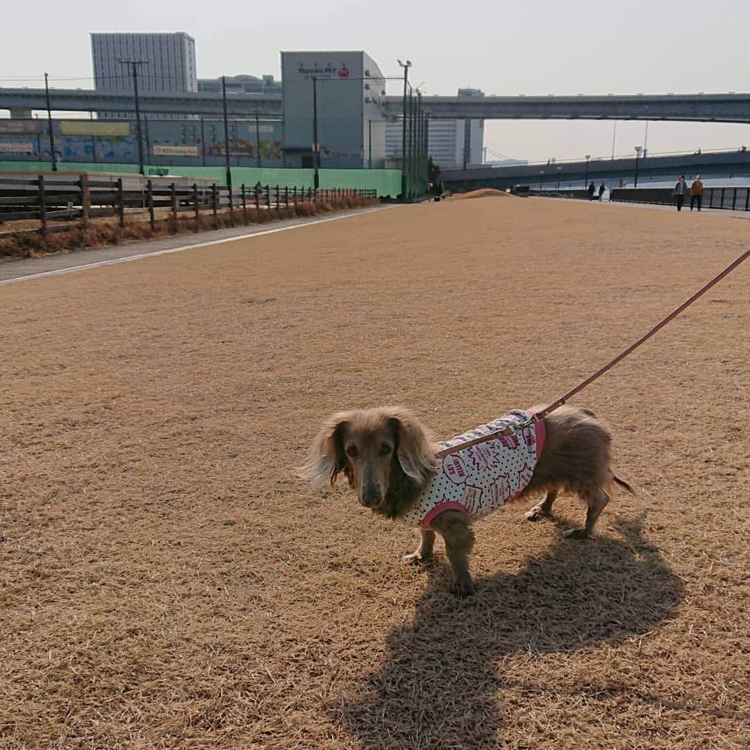 くるみんさんのインスタグラム写真 - (くるみんInstagram)「* 2月7日 豊洲ぐるりパークでお散歩 豊洲6丁目公園からららぽーと豊洲側に抜けて、新豊洲駅付近まで戻ってきました。  実はこの前の週もぐるり公園から晴海側(選手村側)の運河沿いを散歩して、すごく気持ちが良くてロケーションも綺麗なので2週続けて行っちゃった😆 また行きたいな  #ミニチュアダックスフンド #ミニチュアダックスフント #ミニチュアダックス #イザベラタン #イザベラ #カニンヘンダックスフント #カニンヘン #カニンヘンダックス #カニンヘンダックスフンドの日常 #カニンヘンの会 #カニンヘンダックスフンド #チョコタンダックスフント #チョコタンダックスフンド #チョコタンダックス #チョコタン #ダックスlove #ダックス多頭飼い #ダックスフント #ダックスフンドカニンヘン #ダックス部 #ダックス大好き #ダックス #ダックスフンド #豊洲ぐるり公園 #いぬばか部 #いぬすたぐらむ #短足部 #わんこなしでは生きていけません会 #dachshund #dachs」3月1日 8時25分 - michirumugiazu