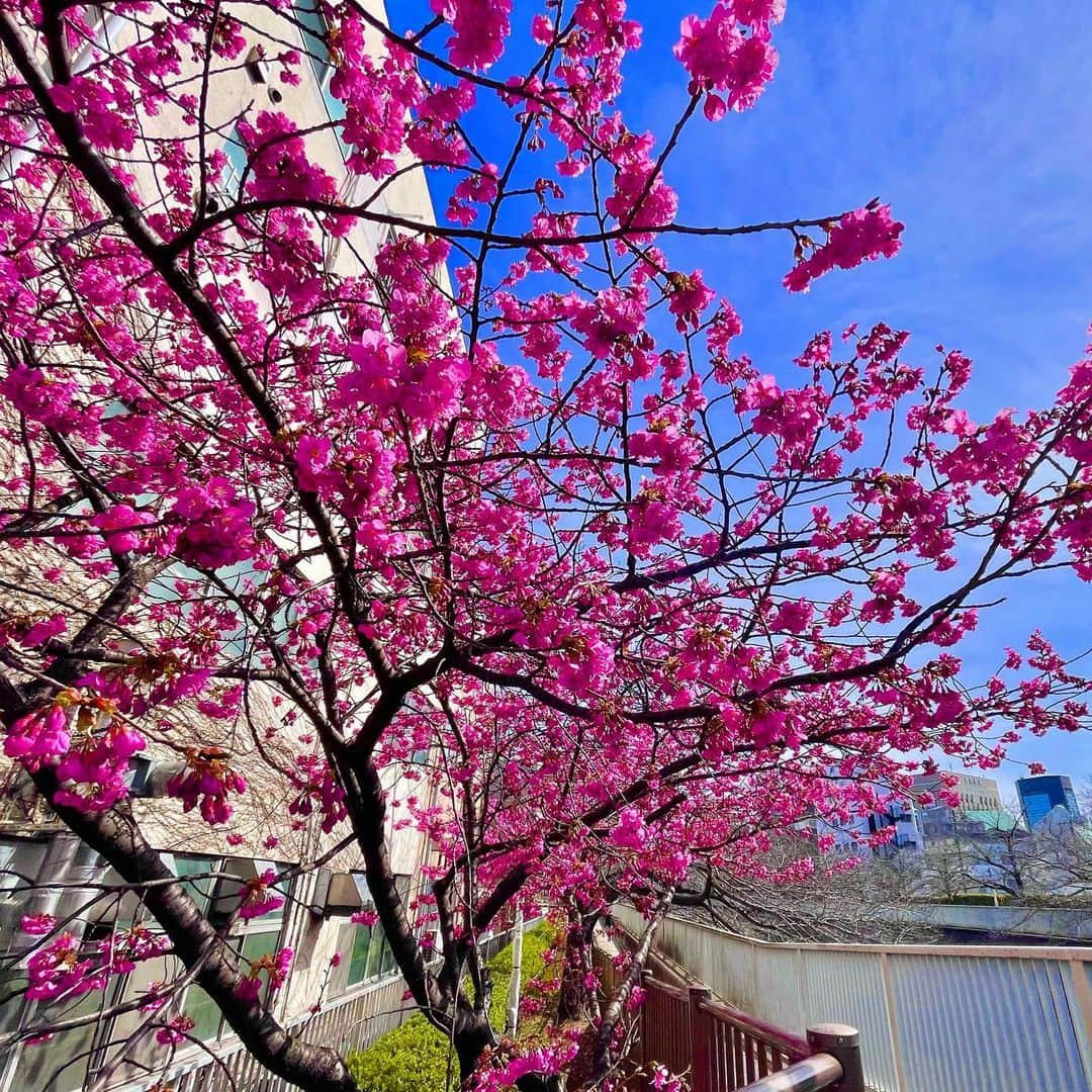 吉山りささんのインスタグラム写真 - (吉山りさInstagram)「🌸  おはようございます✨  歩いてたら  ビビッドピンク🌸見えてパチリ📸  ただ寒すぎて  5秒でその場を立ち去りました😎  眩しくて画面見えなくて 近寄りすぎて ピンがもはやどこなのか謎photo😂  #おはようございます #🌸 #ビビッドカラー #寒い 寒いの苦手💦  3枚目は全く🌸と関係ないTwitterに載せた電動コーヒーミルで挽いたコーヒー豆の10秒後☕️😙✨  #コーヒー豆 #電動 #時短 #コーヒー #珈琲 #香りも美味しい 💗  #吉山りさ #フリーモデル #フリー #桜 #さくら って聞くと寅さん思い出す👻」3月1日 8時27分 - oreorerisa