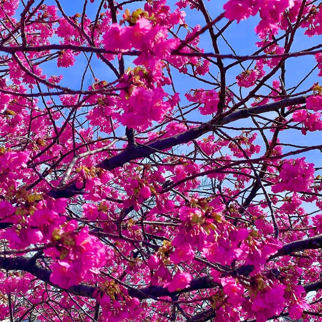 吉山りささんのインスタグラム写真 - (吉山りさInstagram)「🌸  おはようございます✨  歩いてたら  ビビッドピンク🌸見えてパチリ📸  ただ寒すぎて  5秒でその場を立ち去りました😎  眩しくて画面見えなくて 近寄りすぎて ピンがもはやどこなのか謎photo😂  #おはようございます #🌸 #ビビッドカラー #寒い 寒いの苦手💦  3枚目は全く🌸と関係ないTwitterに載せた電動コーヒーミルで挽いたコーヒー豆の10秒後☕️😙✨  #コーヒー豆 #電動 #時短 #コーヒー #珈琲 #香りも美味しい 💗  #吉山りさ #フリーモデル #フリー #桜 #さくら って聞くと寅さん思い出す👻」3月1日 8時27分 - oreorerisa