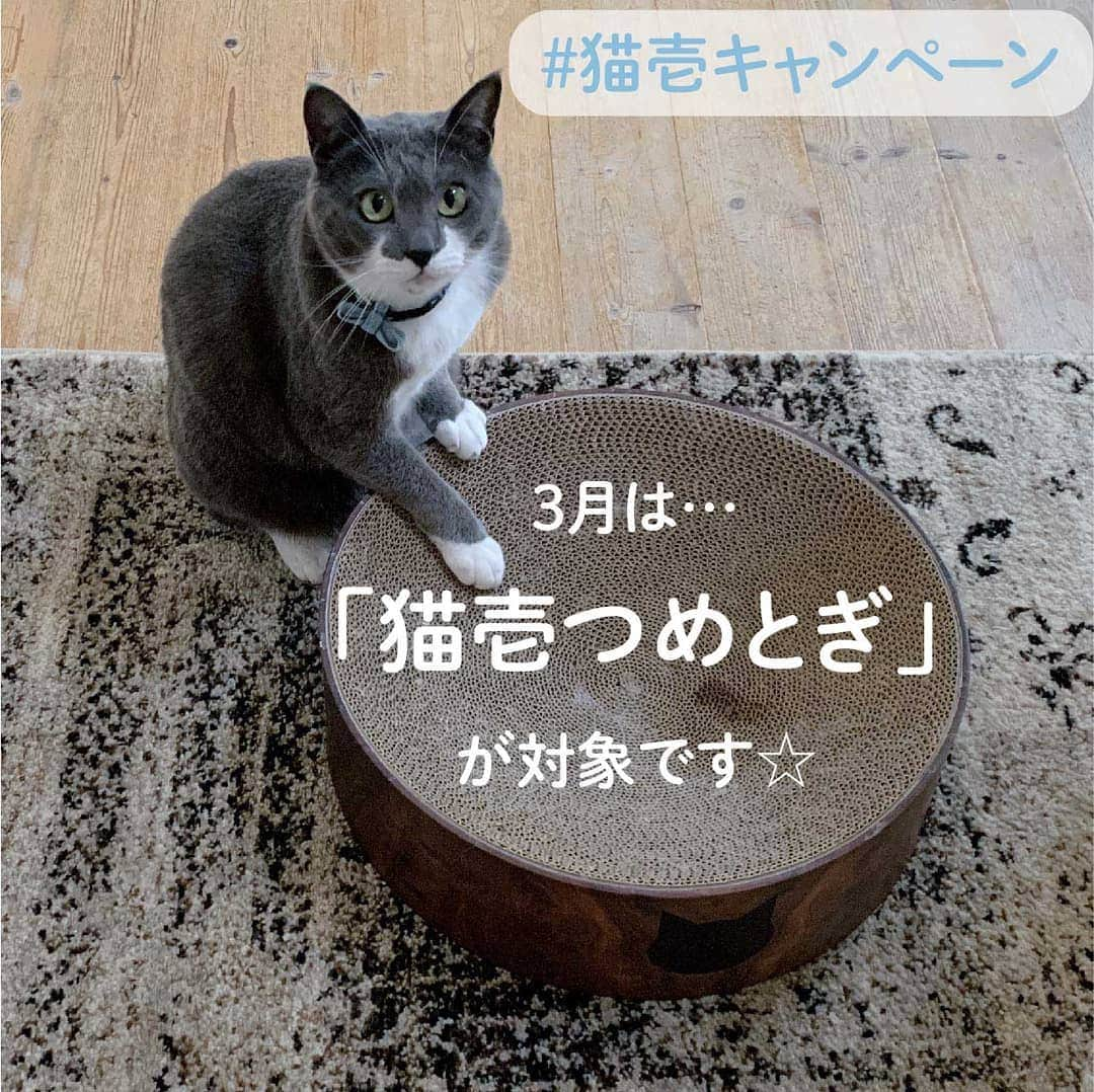 猫壱（ねこいち•ネコイチ）さんのインスタグラム写真 - (猫壱（ねこいち•ネコイチ）Instagram)「【#猫壱キャンペーン ✨応募要項】 ▫ 早いものでもう3月です🌸 ▫️ 3月は限定がらも含めた猫壱の爪とぎを対象にキャンペーンを開催します✨ ◽️ ＊＊★応募要項★＊＊ ▫ ▫ ① 猫壱Instagramアカウントをフォロー♥ ▫ ▫ ② 対象の猫壱商品 と一緒に写っている写真を撮りましょう📷✨ ▫ ▫ ③【#猫壱キャンペーン  】・【#猫壱 】 ・【対象商品】のハッシュタグをつけてお写真や動画を投稿♪ 海外の方にも見て頂きたいので#necoichi もつけてもらえると中の人が喜びます❤︎ ▫ ▫ お写真や動画をポストするときには猫壱にタグ付けしてもらえればうれしいです😃✨ ▫ ▫ ★対象商品 ▫ 🔹#バリバリボウル　(猫柄·ダークブラウン·XL·限定柄) 🔸#バリバリベッド　(限定柄含む各種)　 🔹#バリバリパッド　(キング·ワイド) 🔸#バリバリボード　 🔹#バリバリベッド8　 🔸#バリバリベッドループ　 🔹#バリバリ爪とぎポール　(綿·麻) 🔸#バリバリパッドコロコロボール 🔹#猫のくら　 ▫ ★対象期間 ・2021年3月1日～3月31日 ▫ ★受賞 金賞・銀賞・銅賞　3名さまと動画賞1名様　爪切りめがね賞　2名さま　に猫壱商品と非売品·猫壱オリジナルシールをプレゼント🐱❤❤ ▫ (在庫状況によりプレゼントできないものもあります。ご了承ください) ▫ ▫ ▼ご注意▼ ①【 猫壱の商品 】だと明確にわかる動画・写真をお撮りください。 ▫ ・ ②3月以前のお写真でも応募できますが、ポストしなおしてください❤︎ ▫ ▫ ご投稿頂いた写真や動画の中で、面白いお写真・動画は猫壱がリポストして、皆様にご紹介します♪ ▫ ▫ たくさんのご応募お待ちしています😉 ▫ ▫ #ねこ #ネコ #猫好き #ねこらぶ #猫#ペット  #necoichi #cat #kitty  #kitten #pet#にゃんだふるらいふ #猫好きさんと繋がりたい #ねこすたぐらむ#写真募集 ▫ #猫壱キャンペーン概要」3月1日 8時42分 - necoichicojp