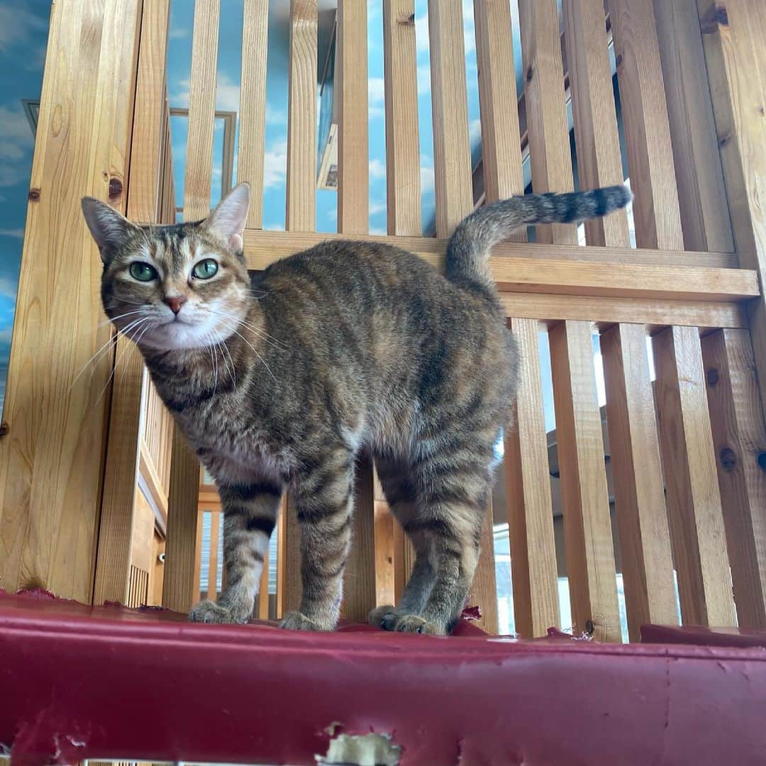 猫カフェきぶん屋さんのインスタグラム写真 - (猫カフェきぶん屋Instagram)「甘えたいけどもじもじ中の海ちゃん💓  #猫 #ねこ #ネコ」3月1日 8時34分 - nekocafekibunya
